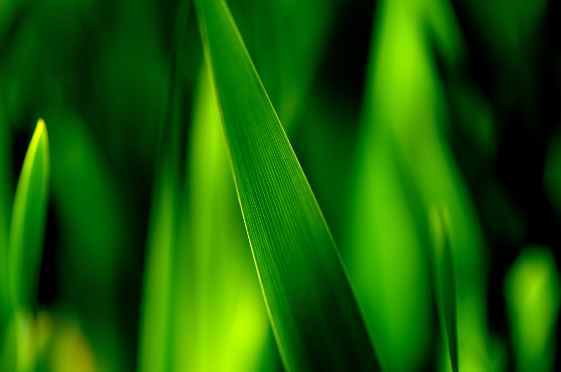 macro erba foglia verde