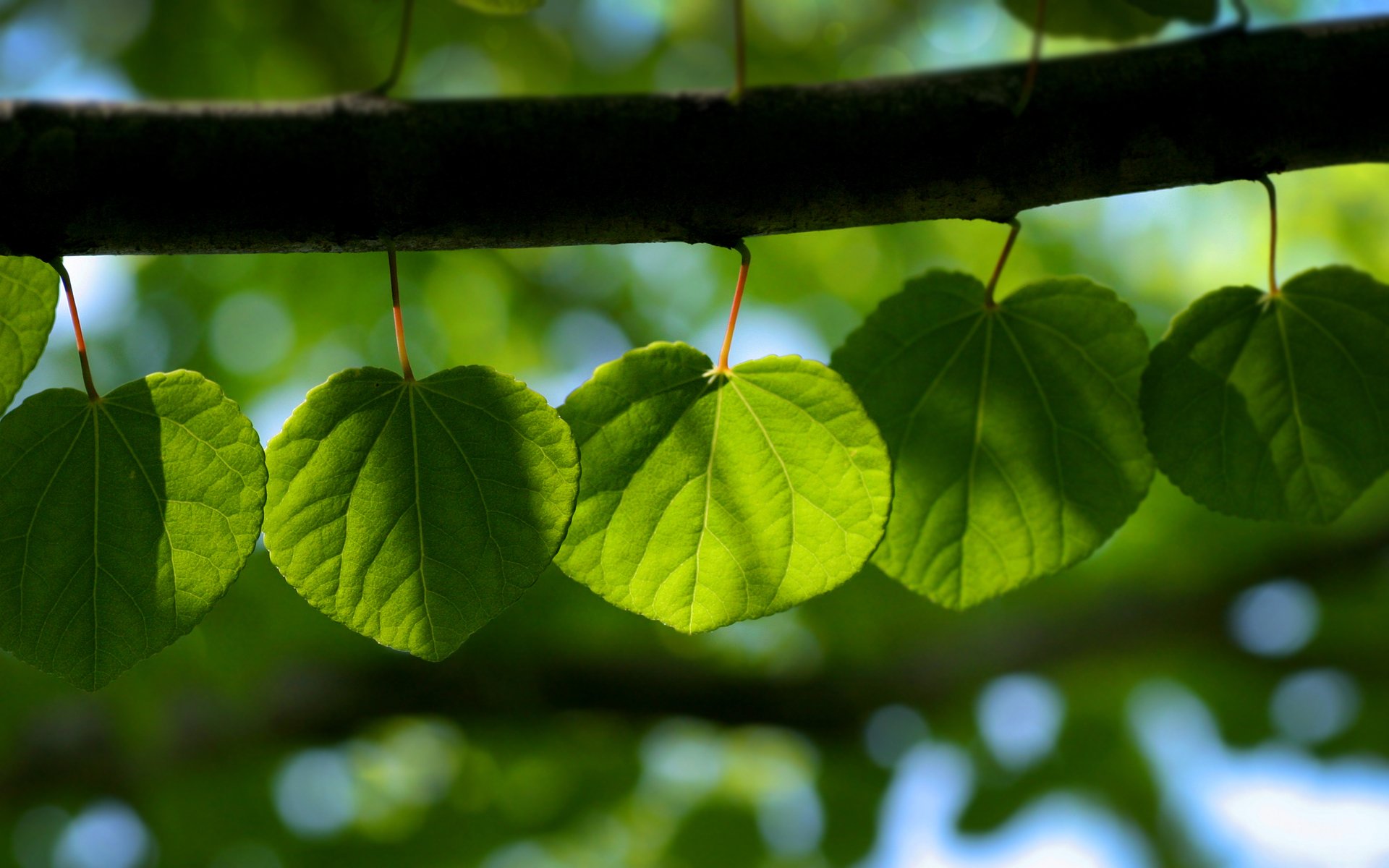 blätter blätter wärme licht rinde blatt tapete blätter tapete frühling tapeten tapeten hintergrundbilder hintergrundbilder beste hintergrundbilder bildschirmschoner widescreen wallpaper widescreen wallpaper widescreen wallpaper ska tapete hintergrund blätter blätter blätter blätter blätter blätter blätter blätter blätter blätter blätter blätter blätter blätter blätter blätter blätter blätter blätter blätter blätter blätter blätter blätter blätter blätter blätter blätter blätter blätter blätter blätter blätter blätter blätter blätter blätter blätter blätter blätter