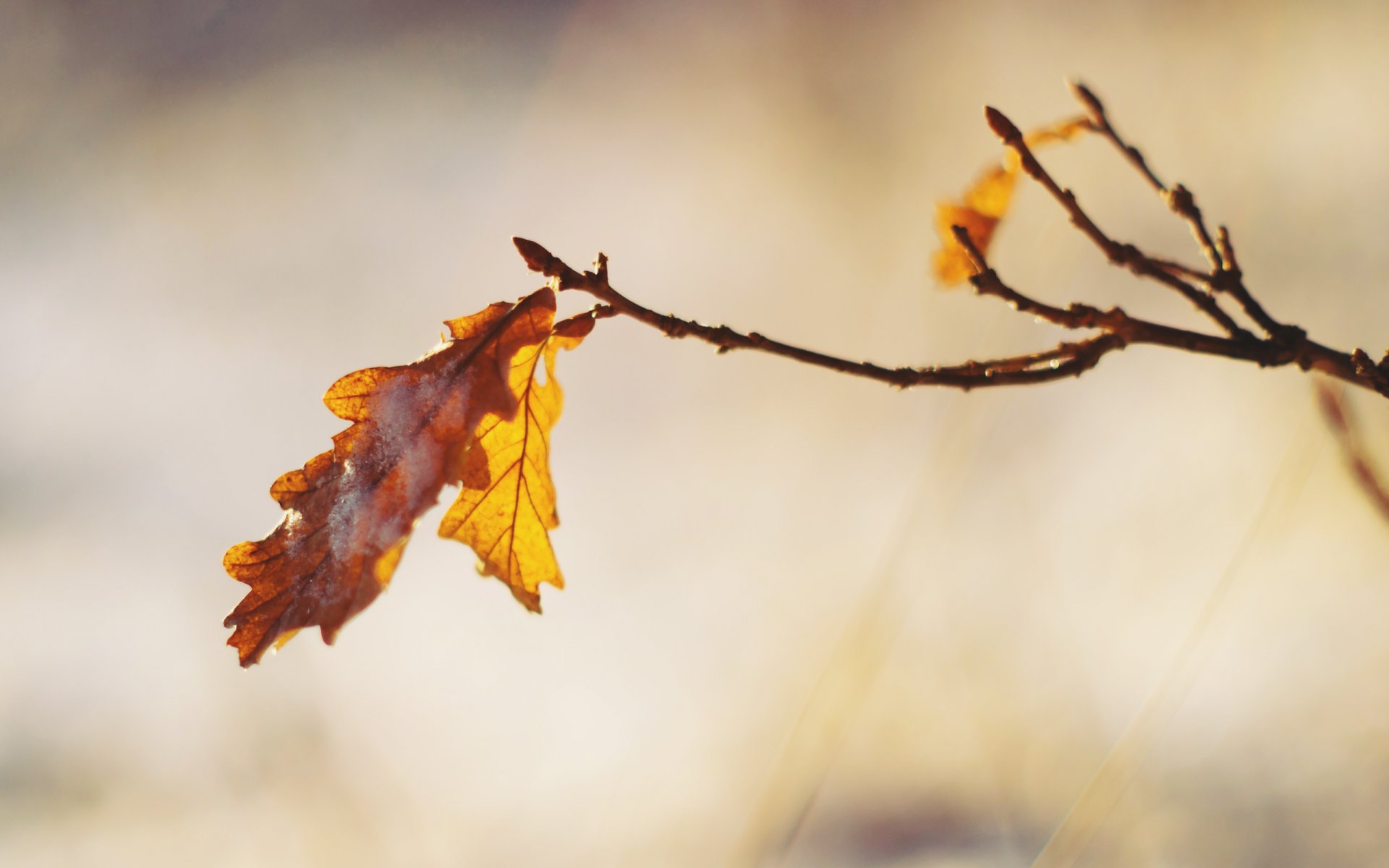 chêne feuille branche