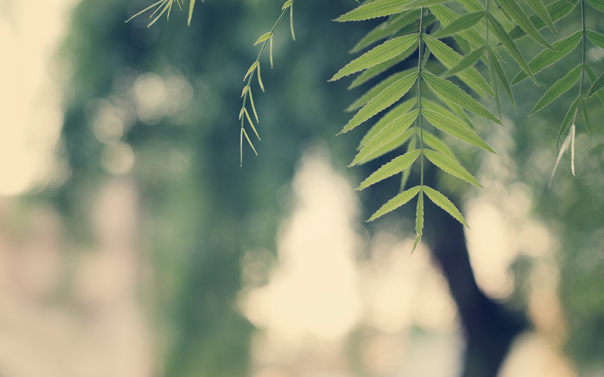 branch leaves green