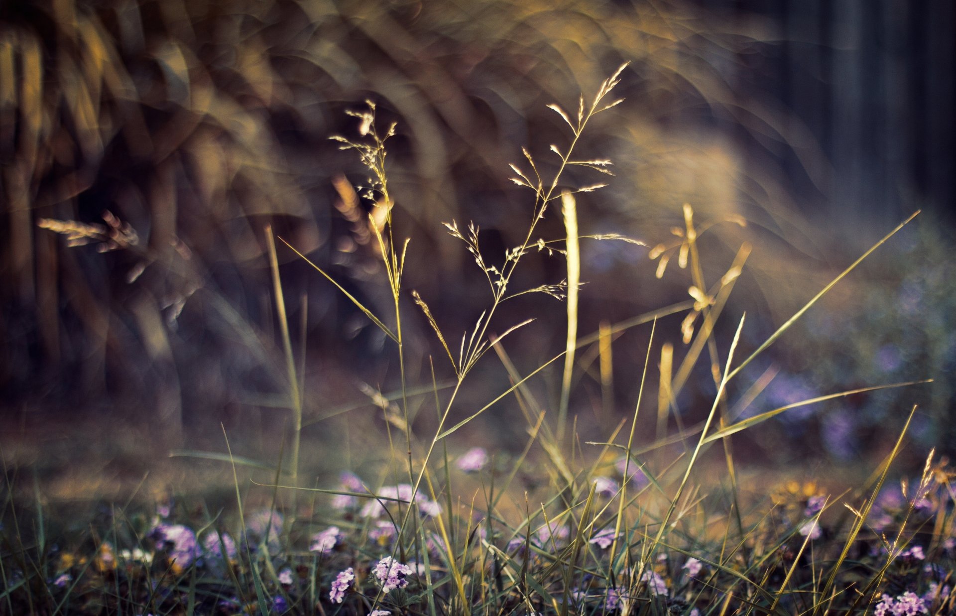 rośliny natura kwiaty makro bokeh