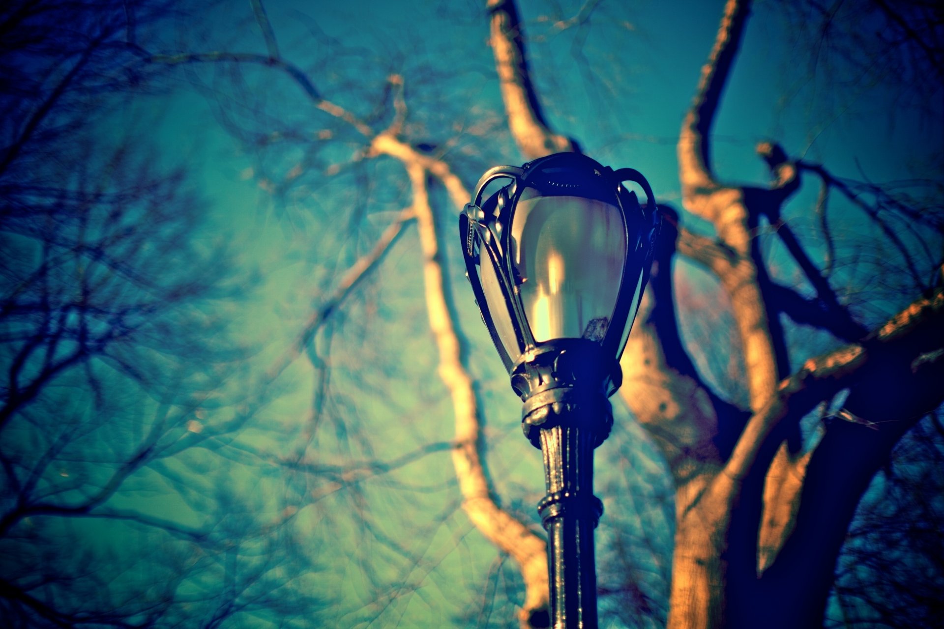 light street close up blue sky branches trunk tree blur