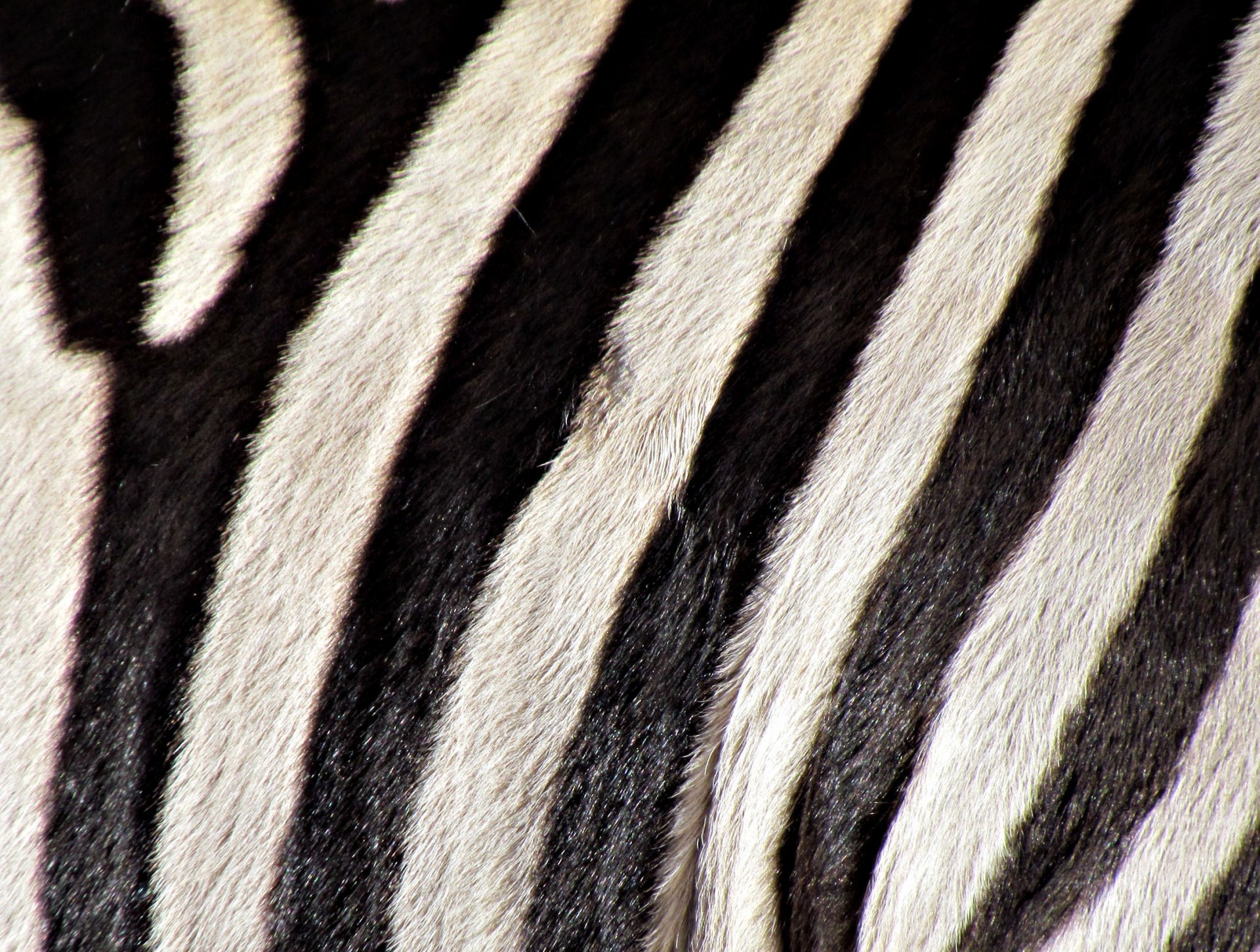 zebra b / w of the strip cover color