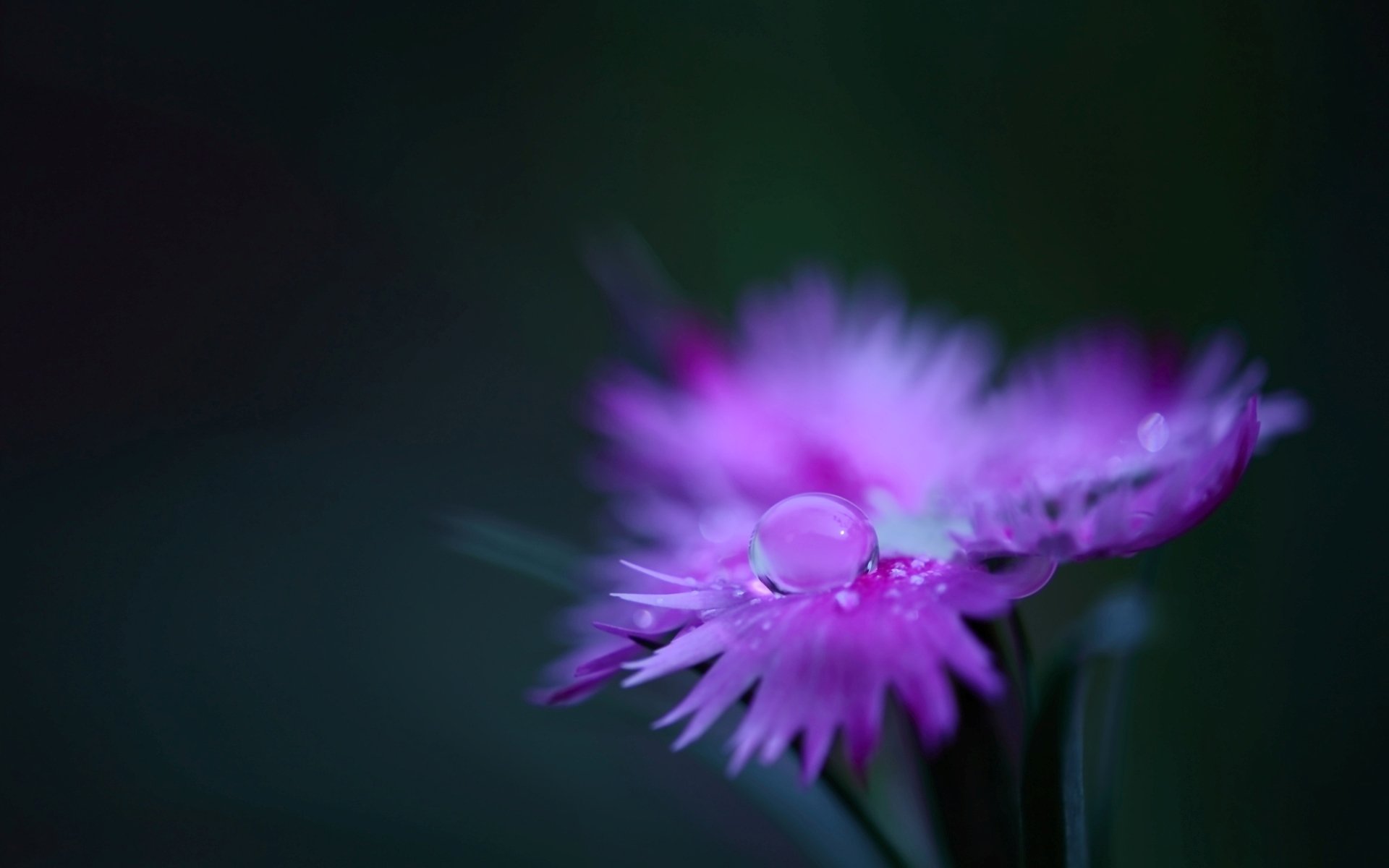 flower field carnation pink petals plant drop water rosa flowers close up