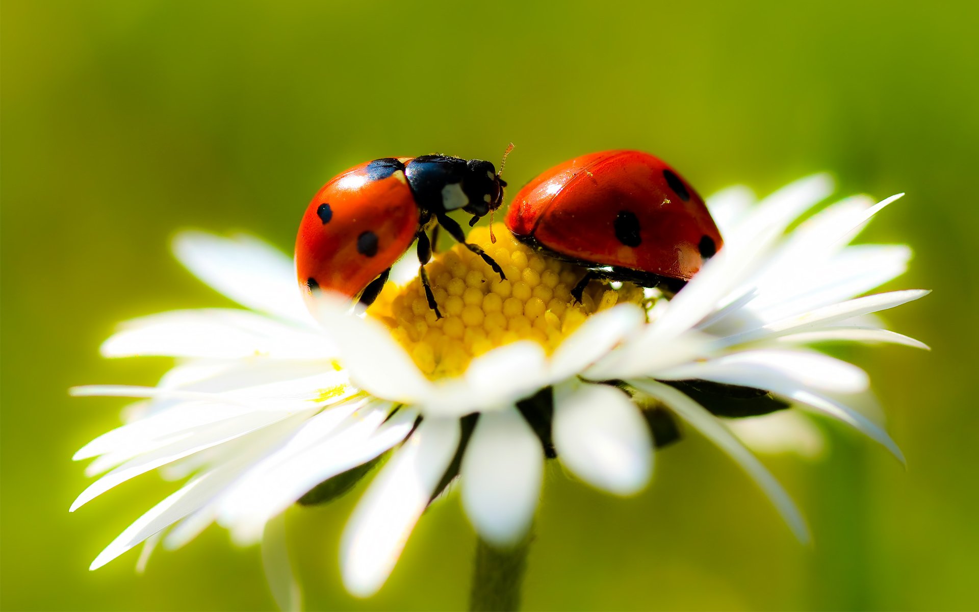 hintergrund kamille blütenblätter stiel blume makro marienkäfer paar