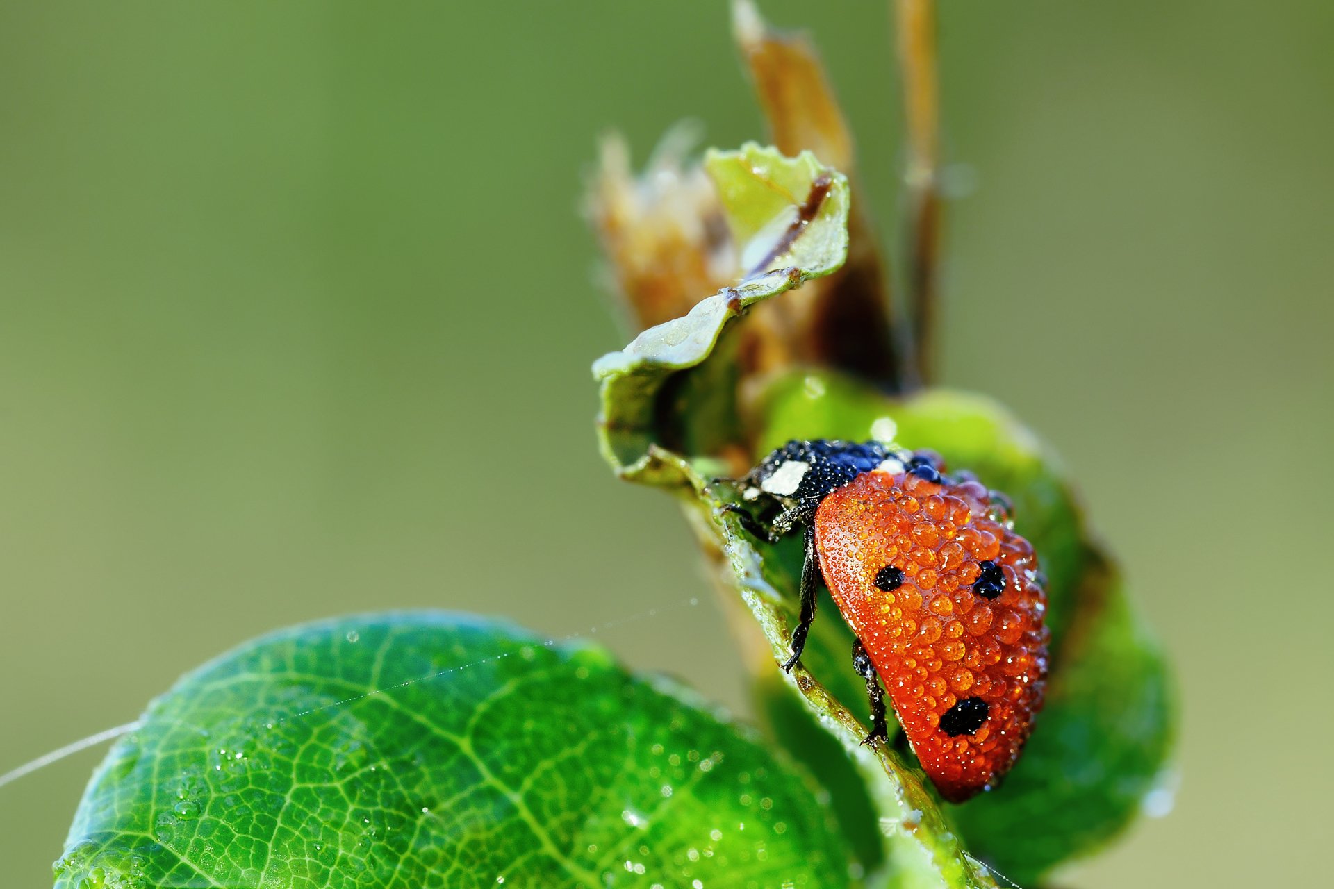 gros plan coccinelle coléoptère gouttes feuille