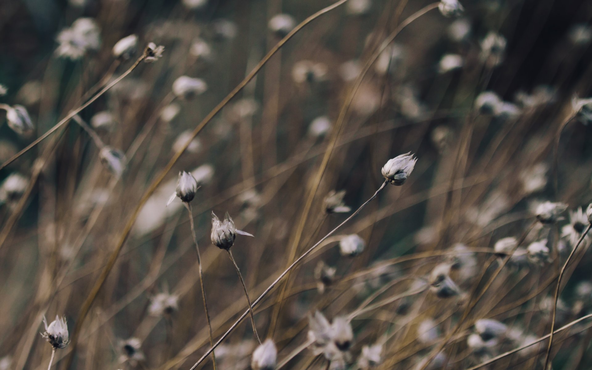 grass plant