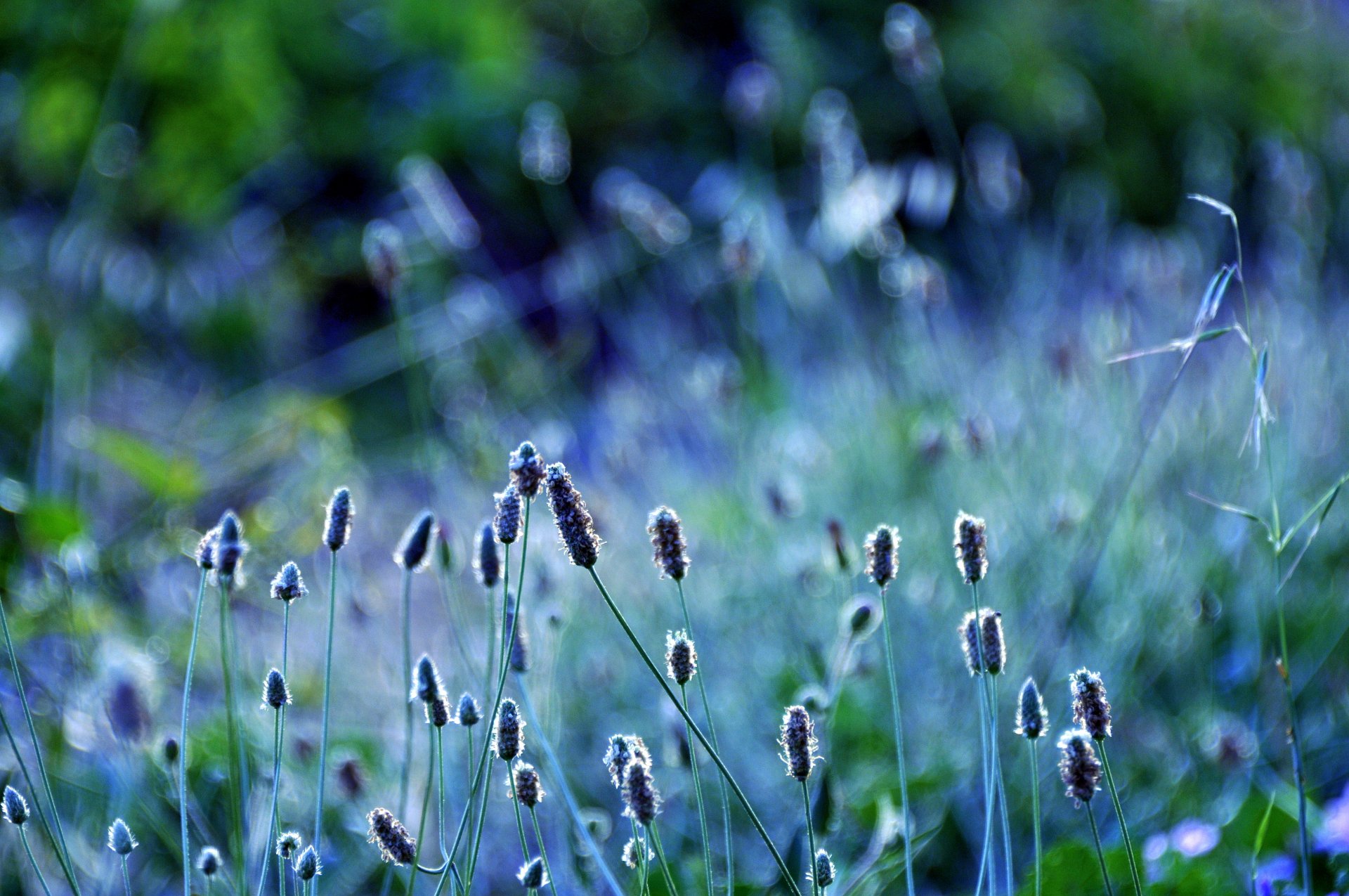 pflanzen ährchen gras grüns natur unschärfe makro farbe