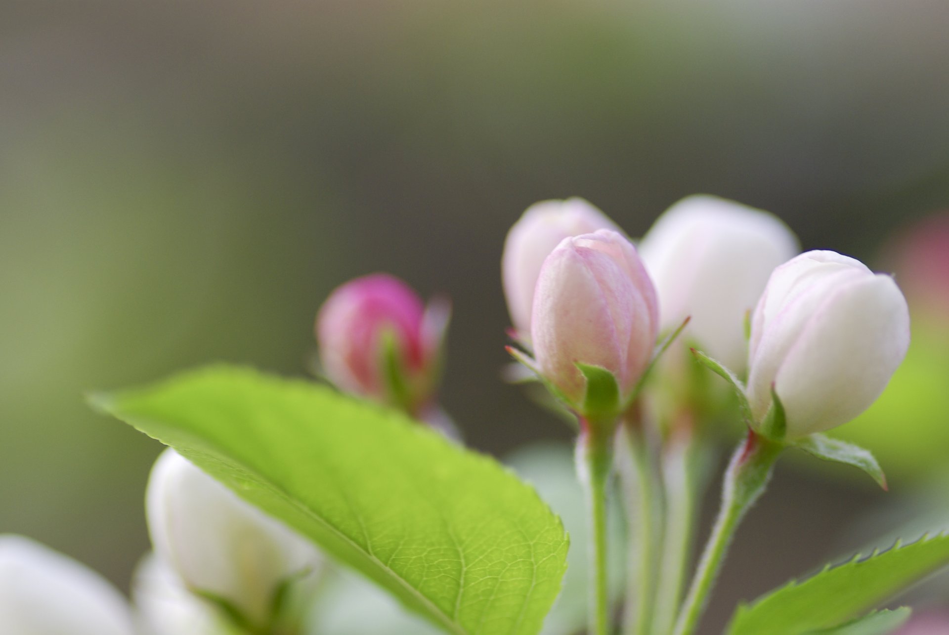 leaf leaf green apple tree branch twig bloom bud white pink color spring nature macro