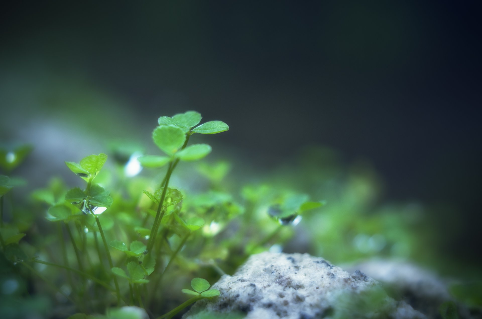 koniczyna liście listki roślina zieleń zielony krople woda rosa kamień natura makro