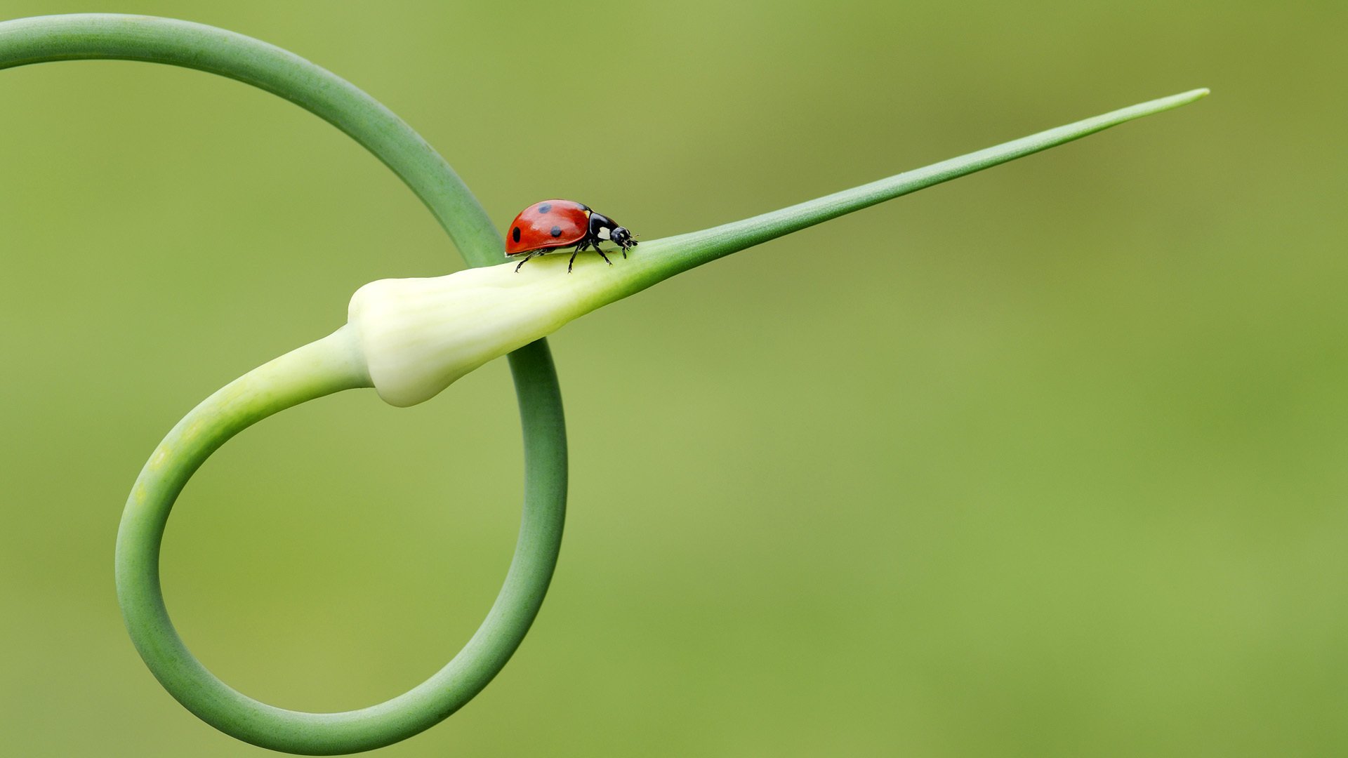 coccinella insetto pianta freccia