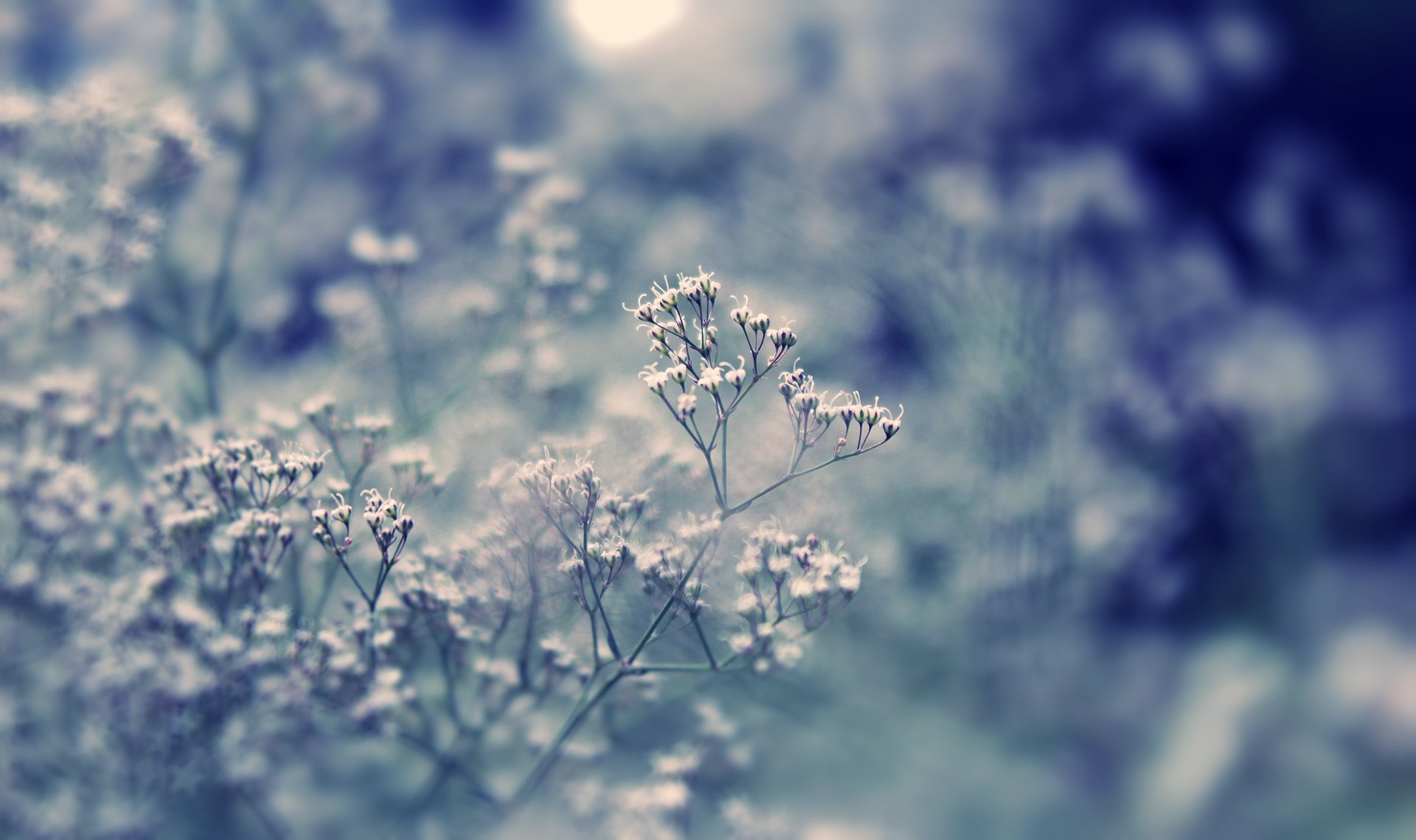 plant close up grass flowers bokeh day light reflections the field