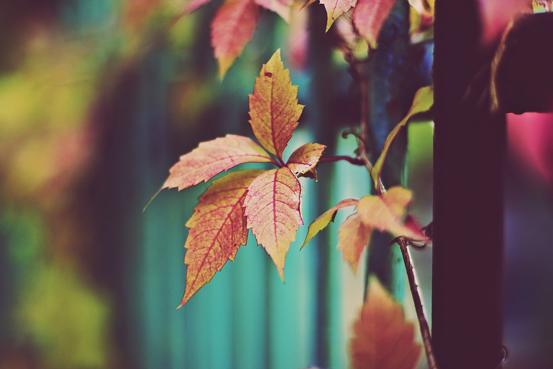 foglie autunno foglie arancioni foglie secche