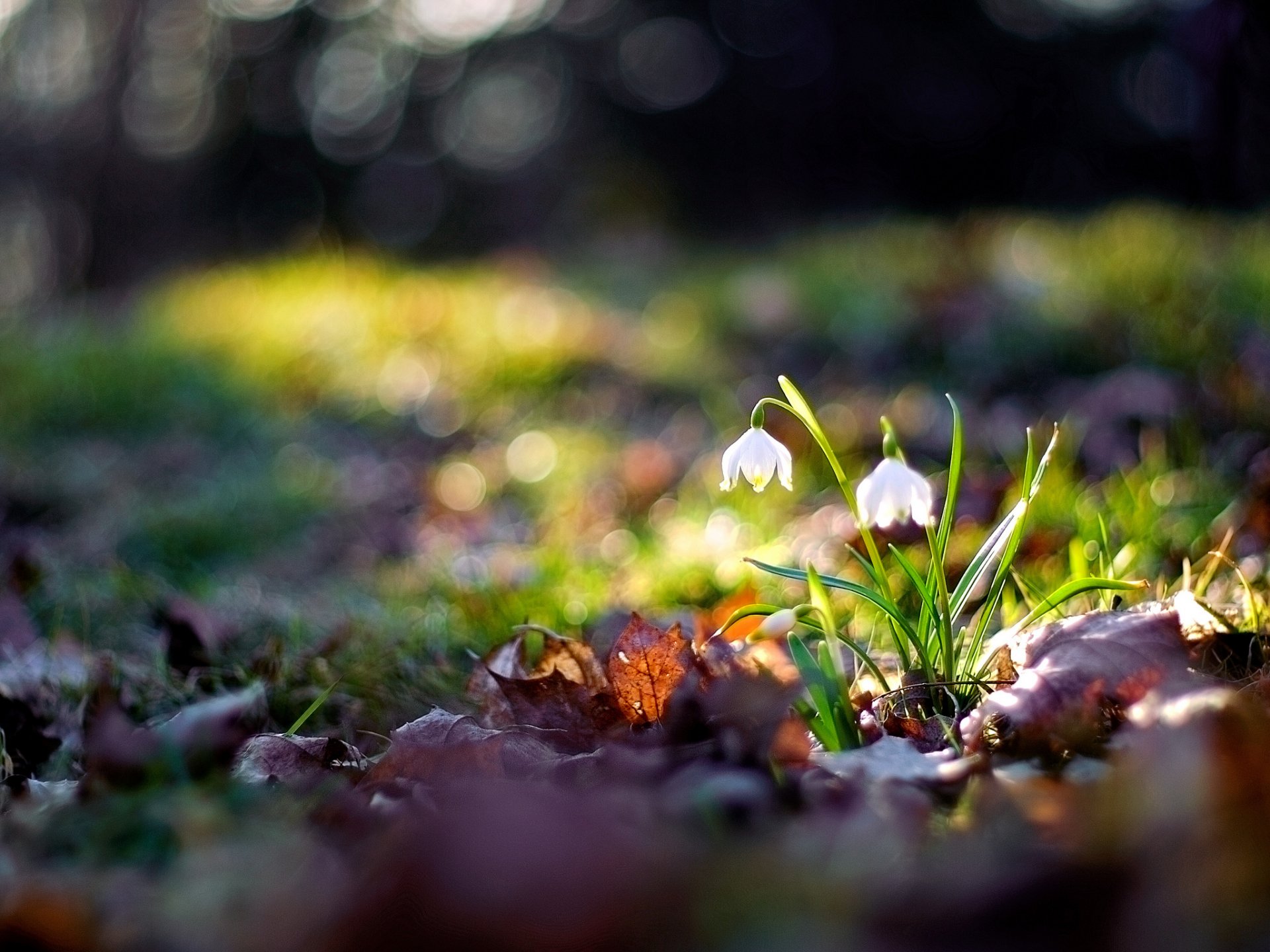 makro zdjęcie kwiaty natura obraz bokeh tapeta