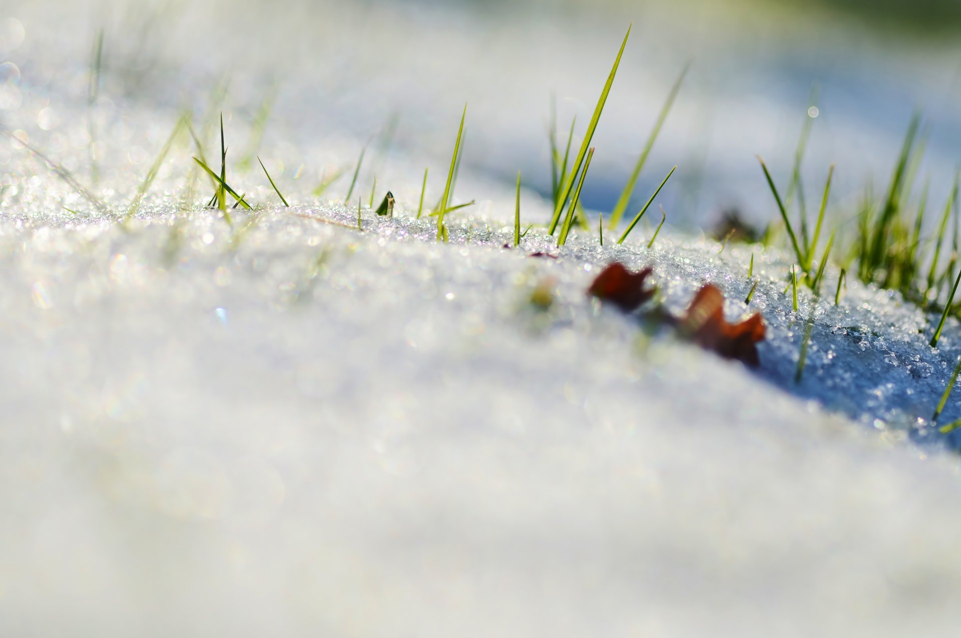 neve erba foglia natura primavera messa a fuoco macro