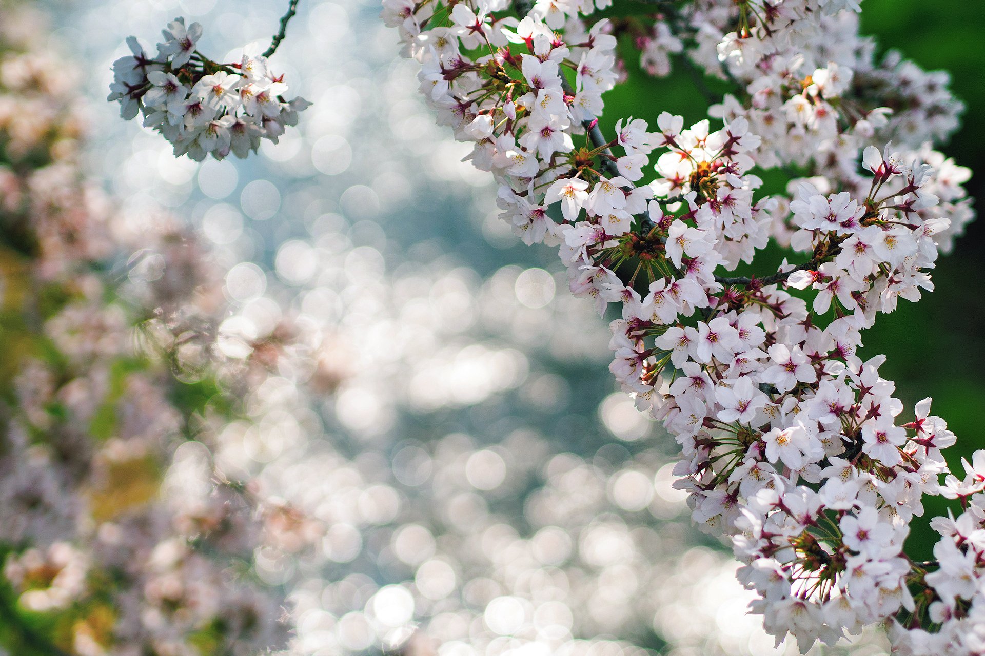 makro frühling blumen zweige blendung