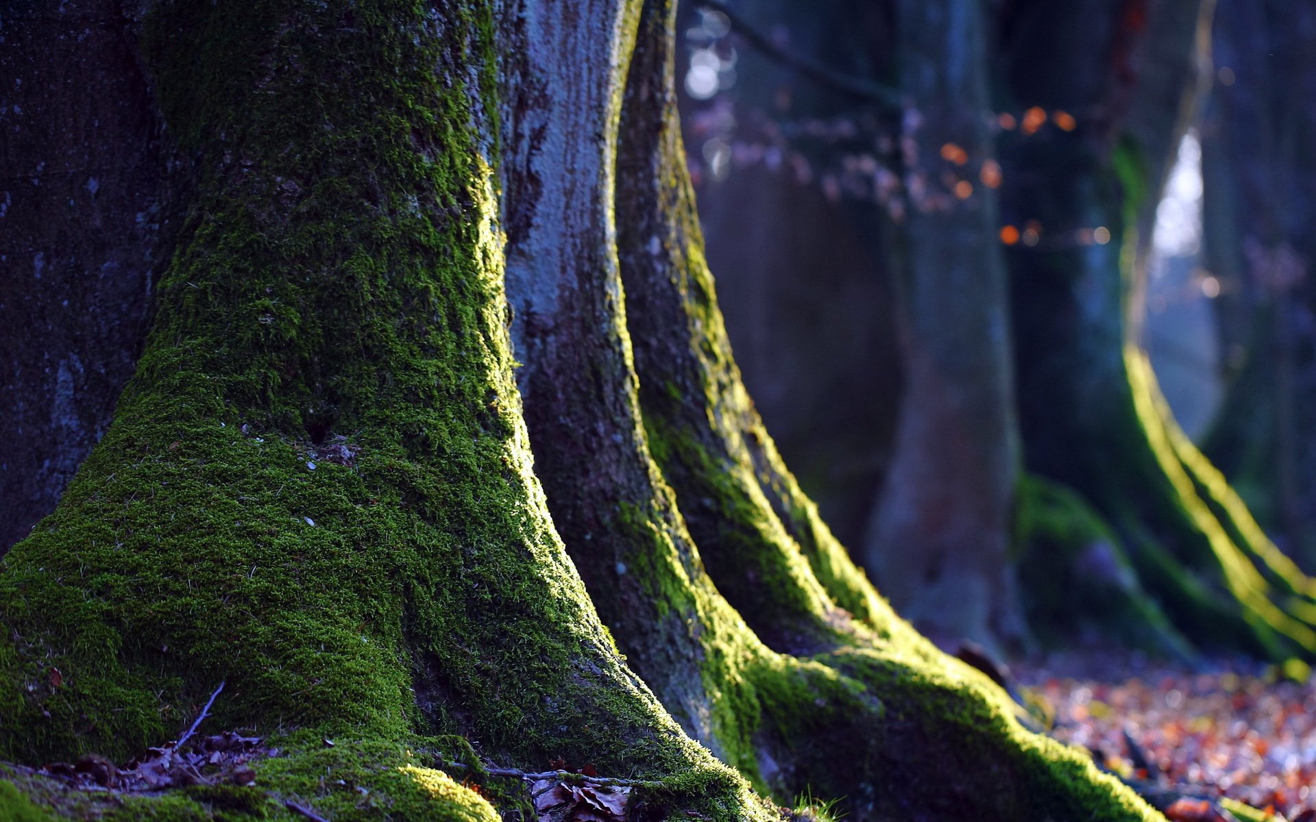 arbre mousse nature gros plan