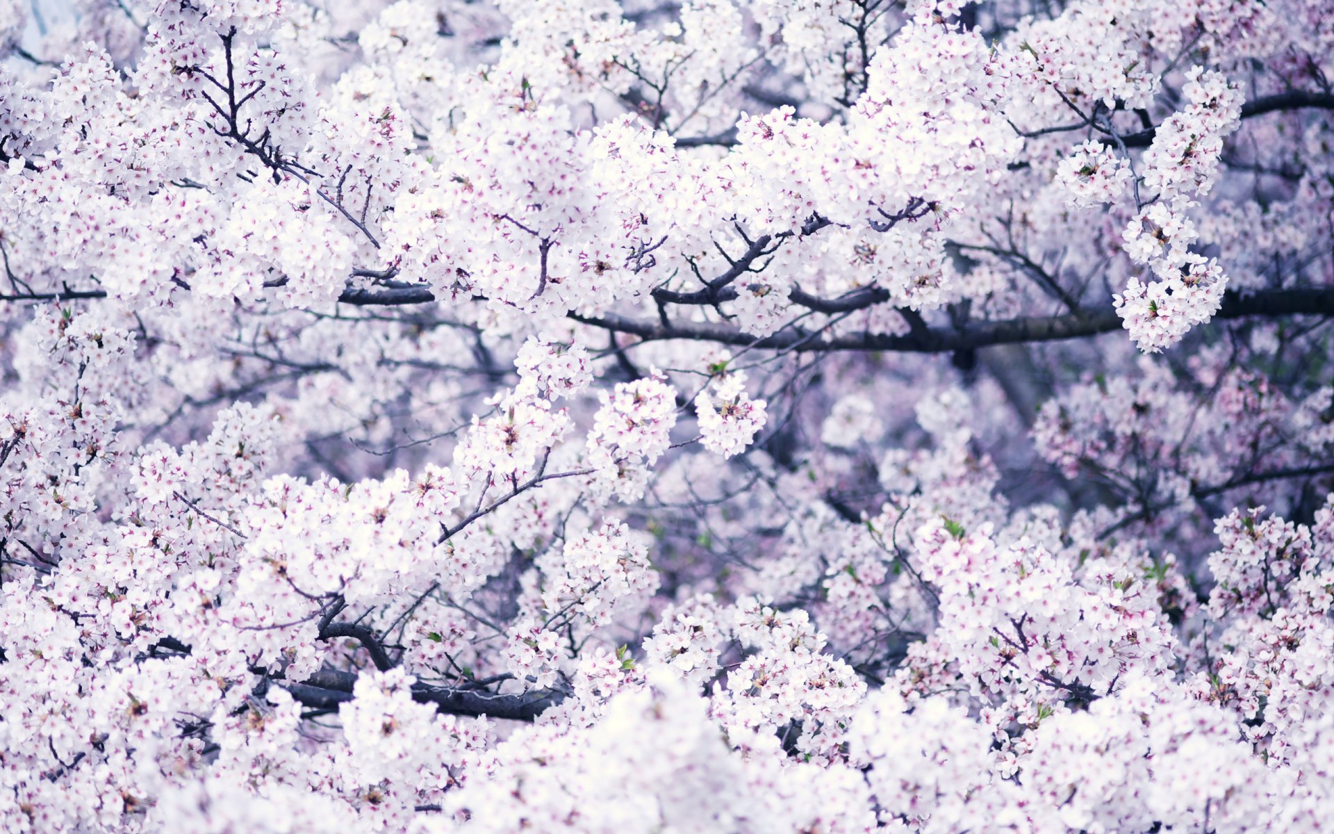 árbol floración primavera