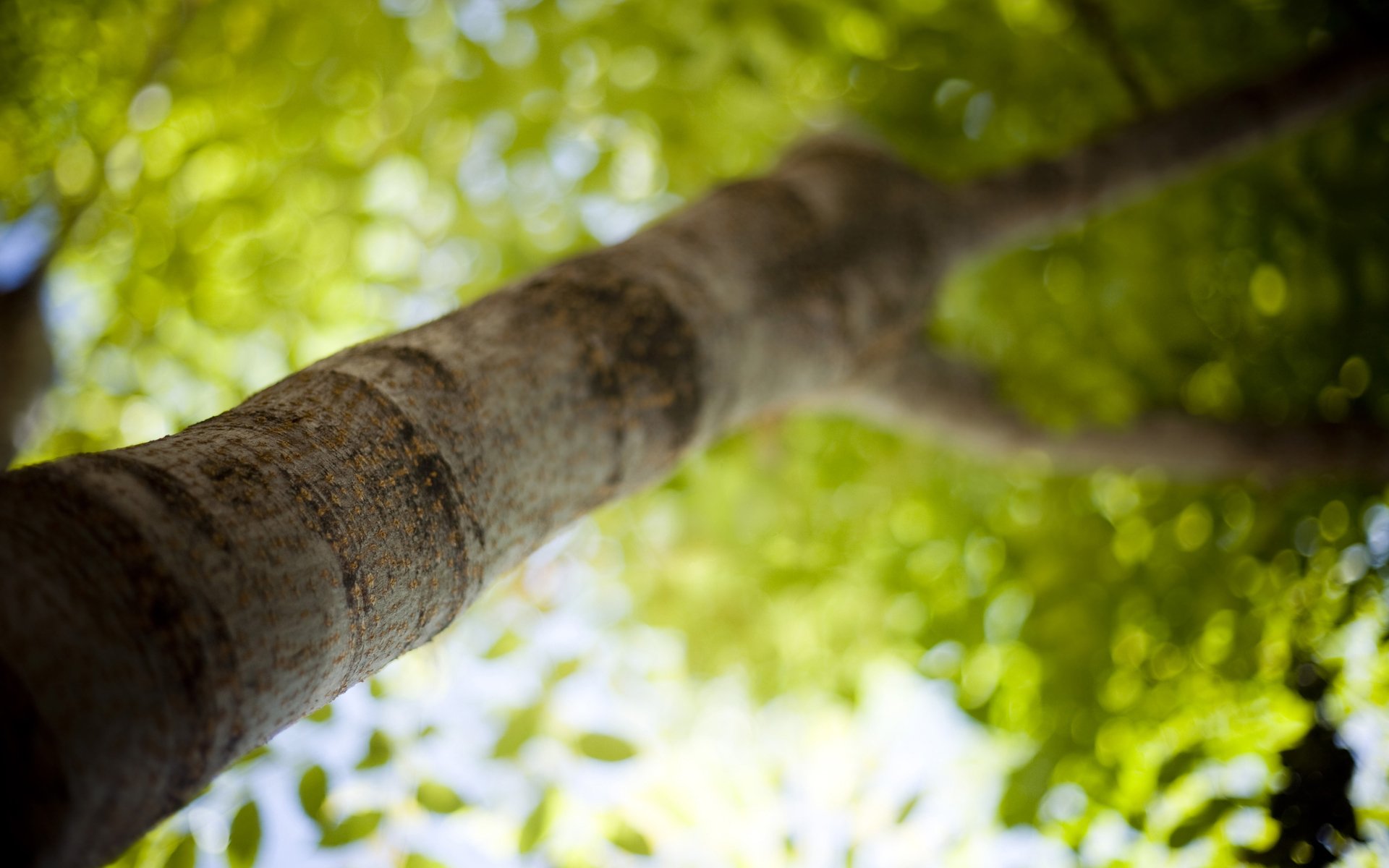 pring summer summer spring freshness morning light greenery macro wallpaper trunk bark crown tree trees branch photo focus blur sharpness branches leaf leaves leaves leaves leaves foliage bokeh bokeh wallpaper macro leaves wallpaper leaf wallpaper