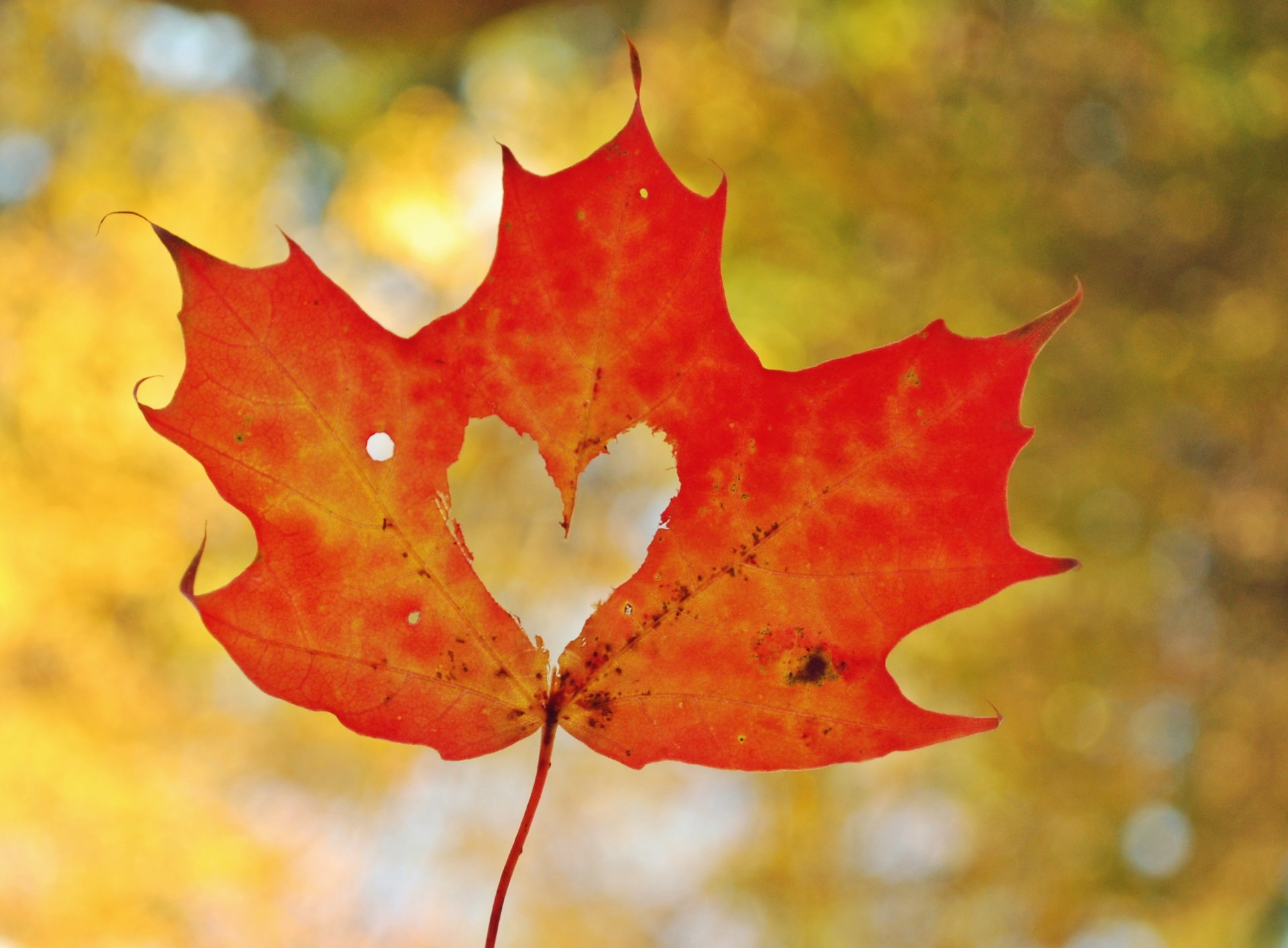 hoja arce corazón corazón otoño macro