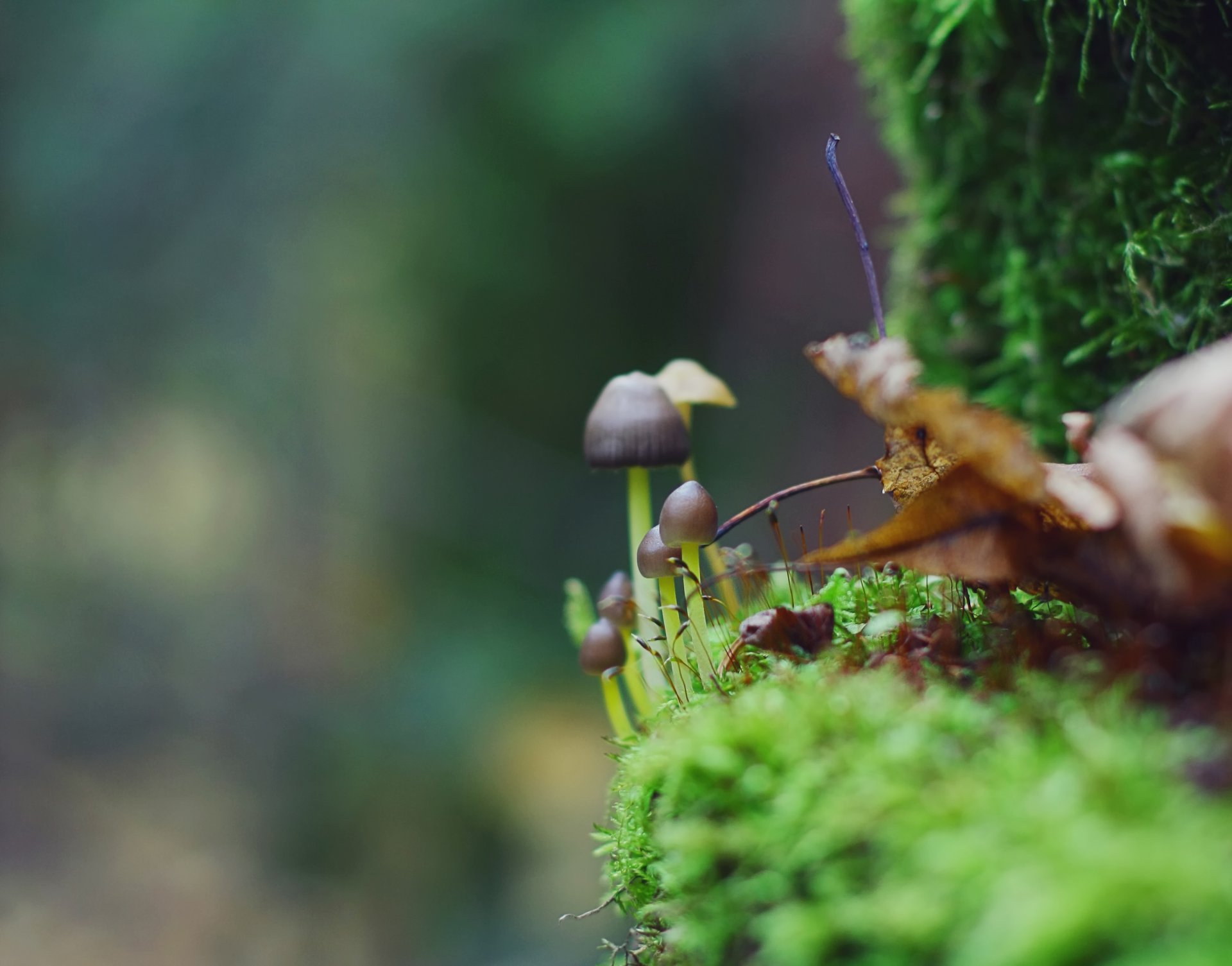 mushrooms leaves green