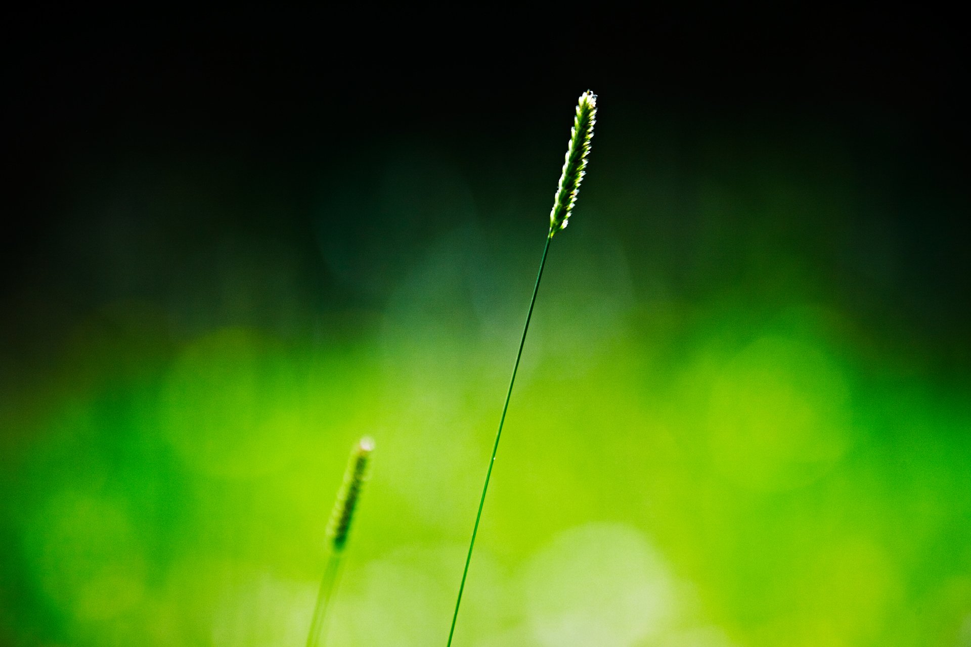 makro gras ährchen hintergrund grün