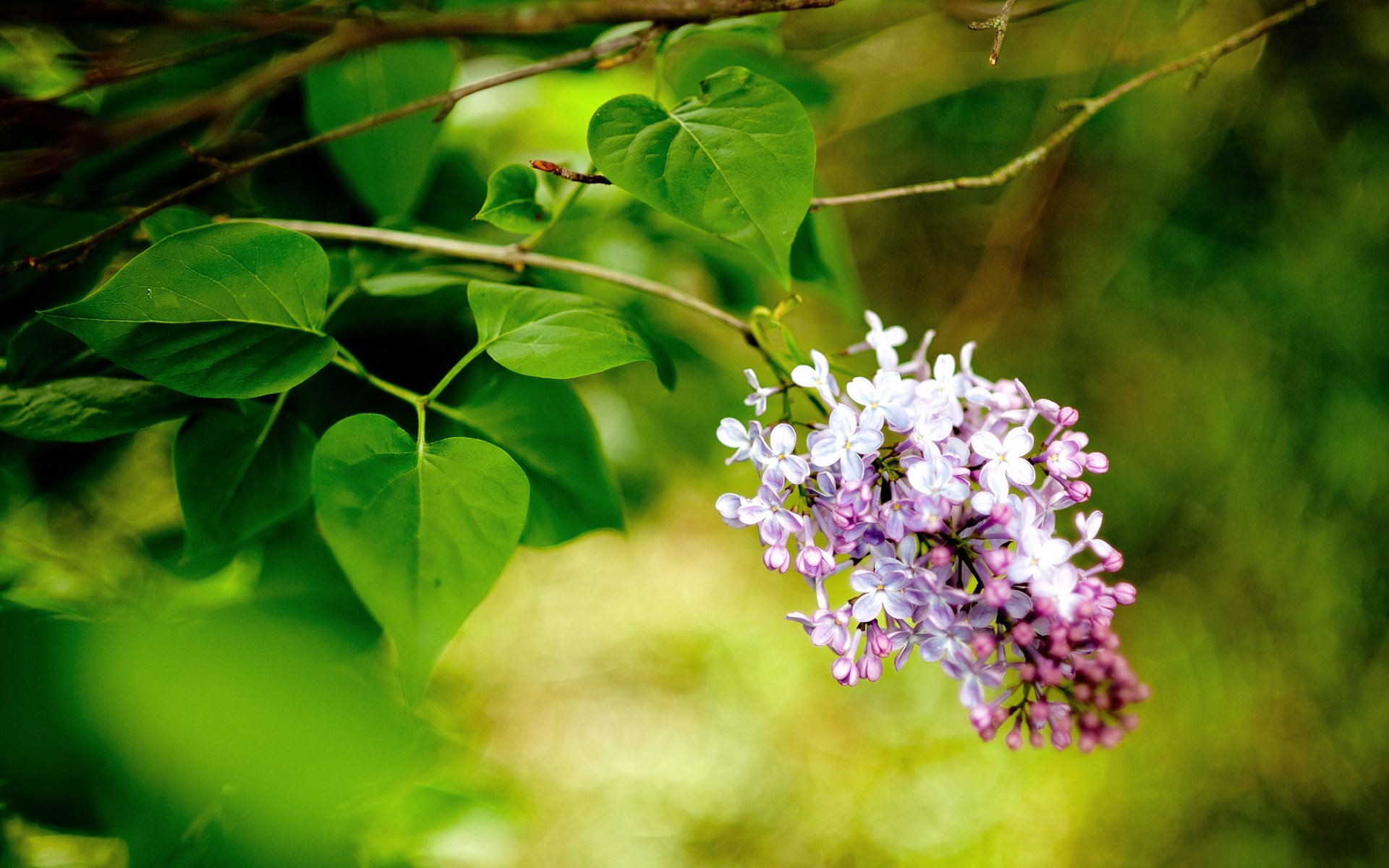 close up branch lilac flower spring