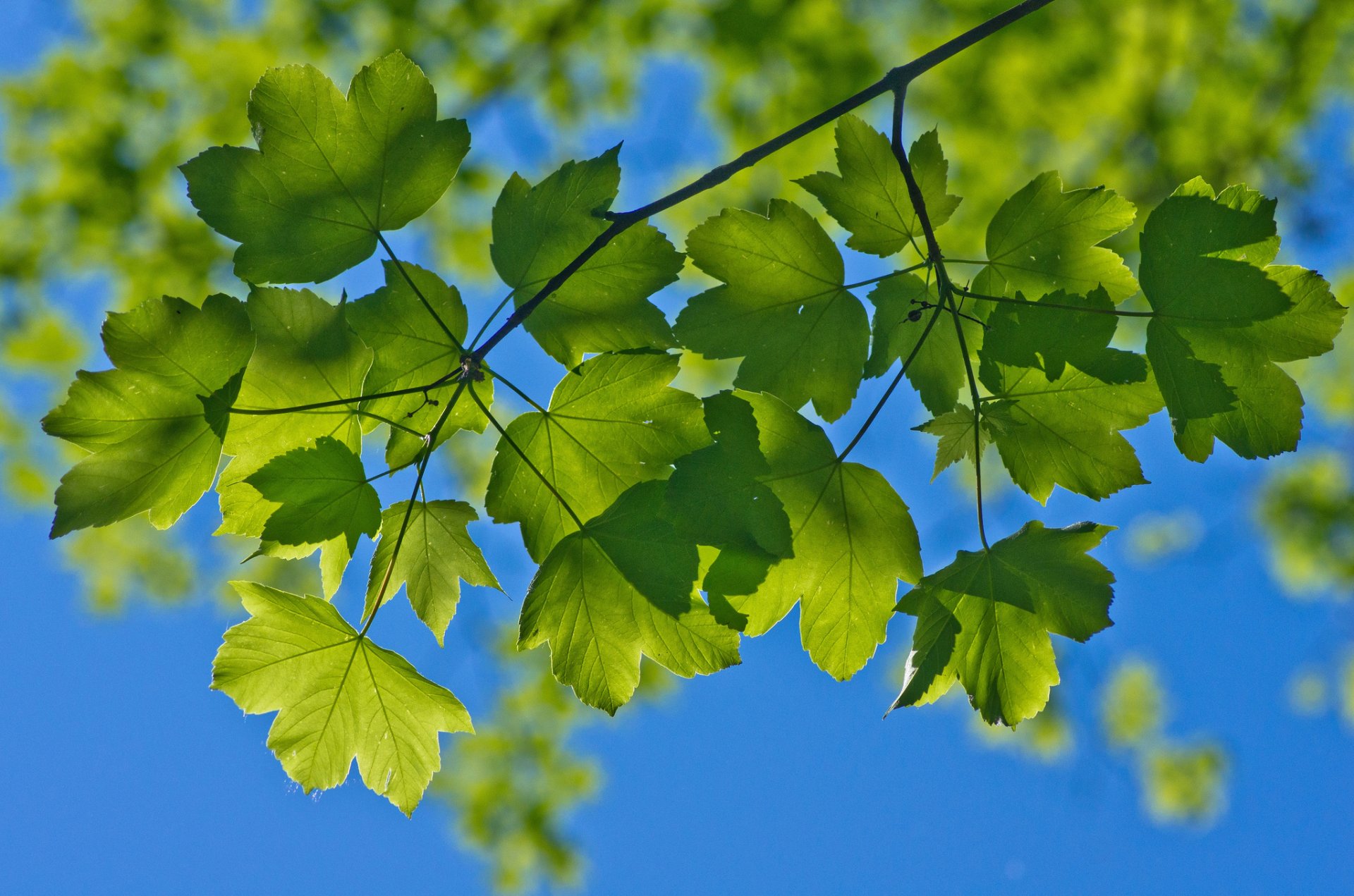 makro zweige laub himmel sommer