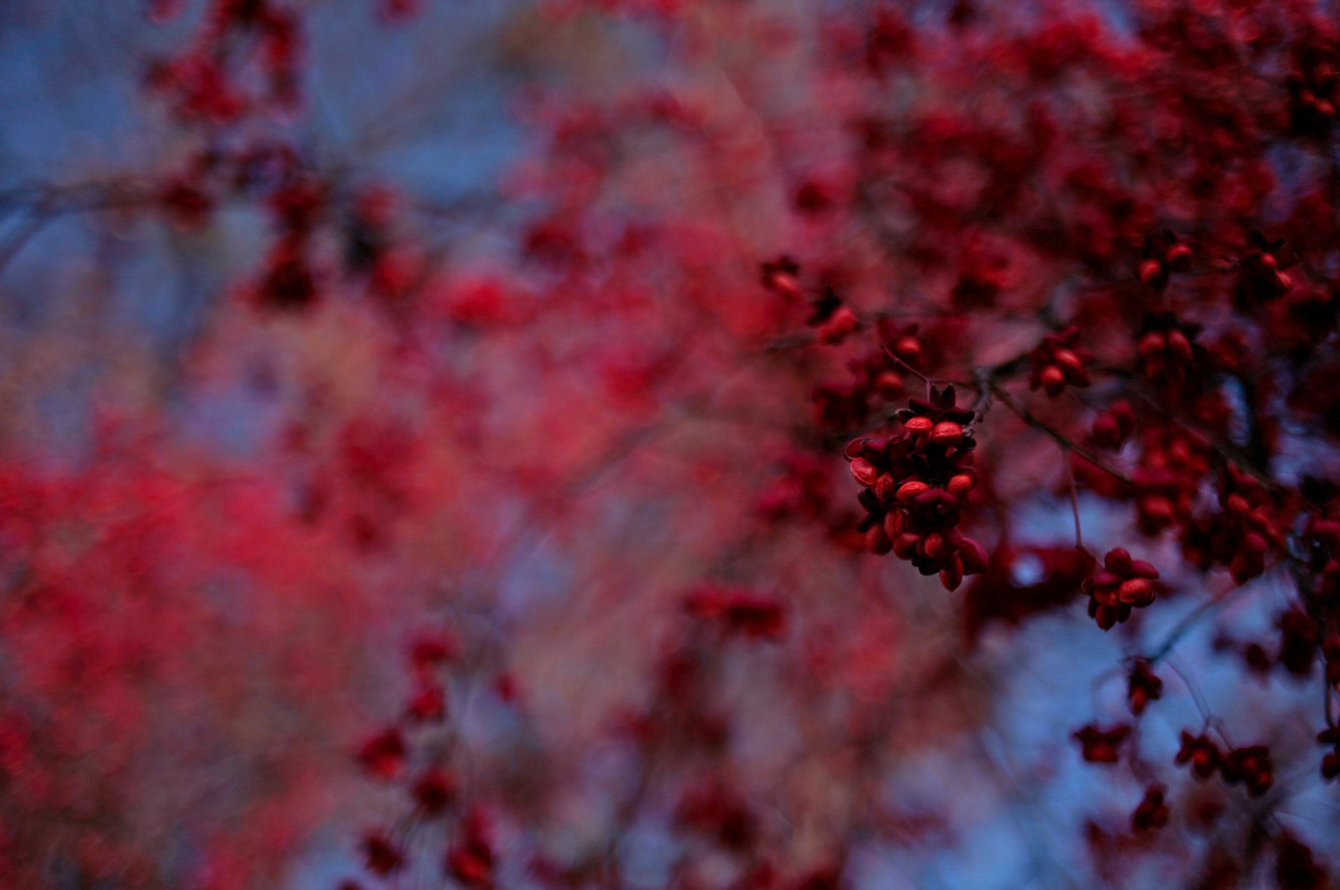 albero frutta bokeh sfocatura rosso blu