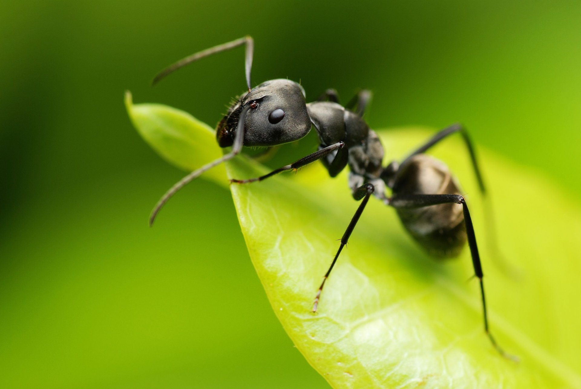 ant sheet green background