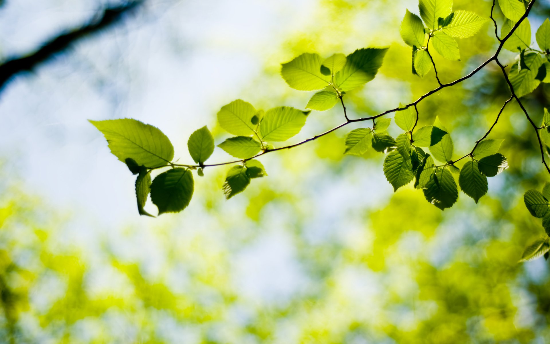 bokeh fond d écran fond d écran vert macro arbre plante plantes fond d écran de bureau fond d écran de bureau meilleur fond d écran économiseurs d écran de bureau fonds d écran widescreen fonds d écran widescreen fonds d écran widescreen fond d écran de téléchargement fond d écran