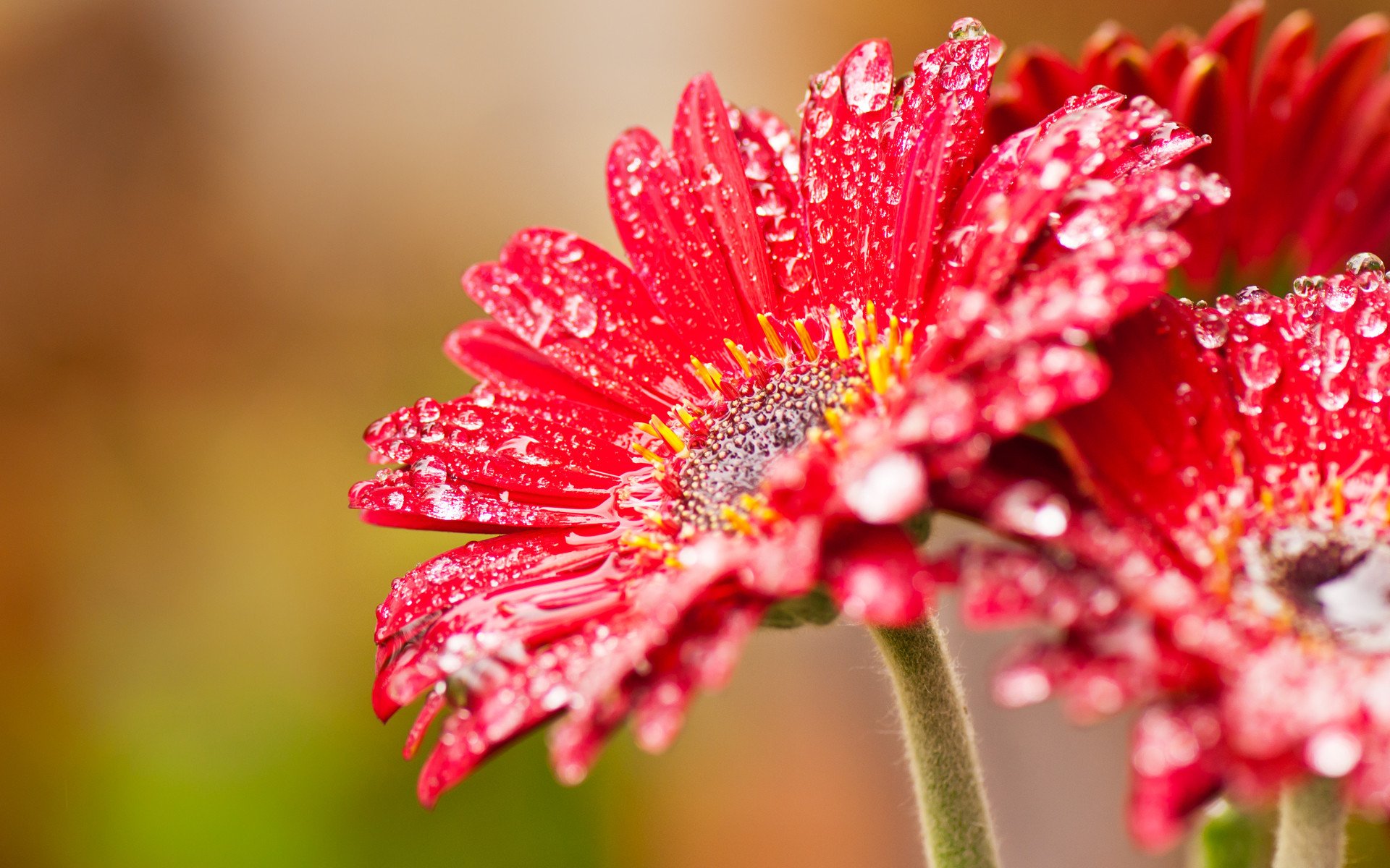 fenster wcp blume rot tropfen nektar