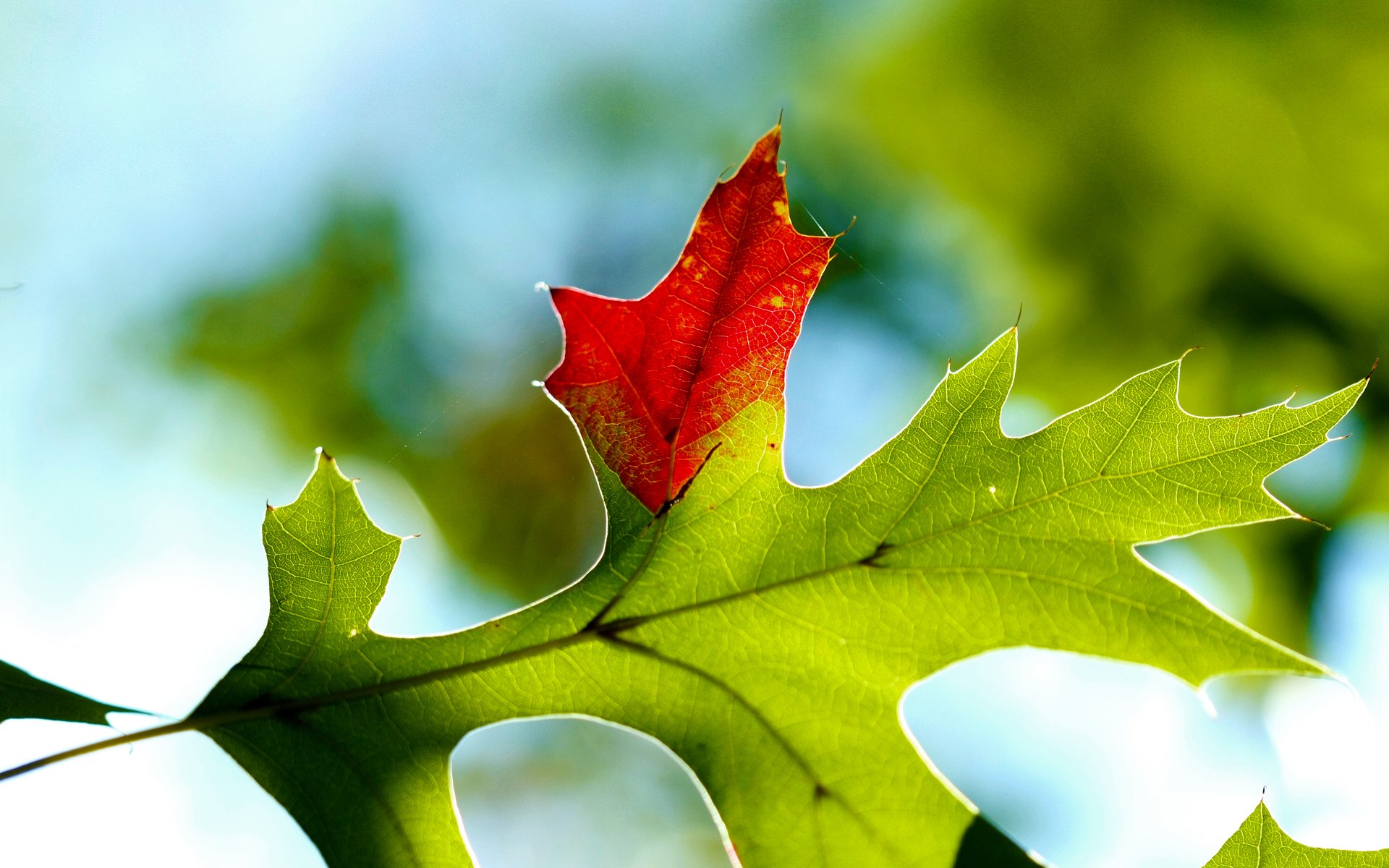 macro hoja otoño