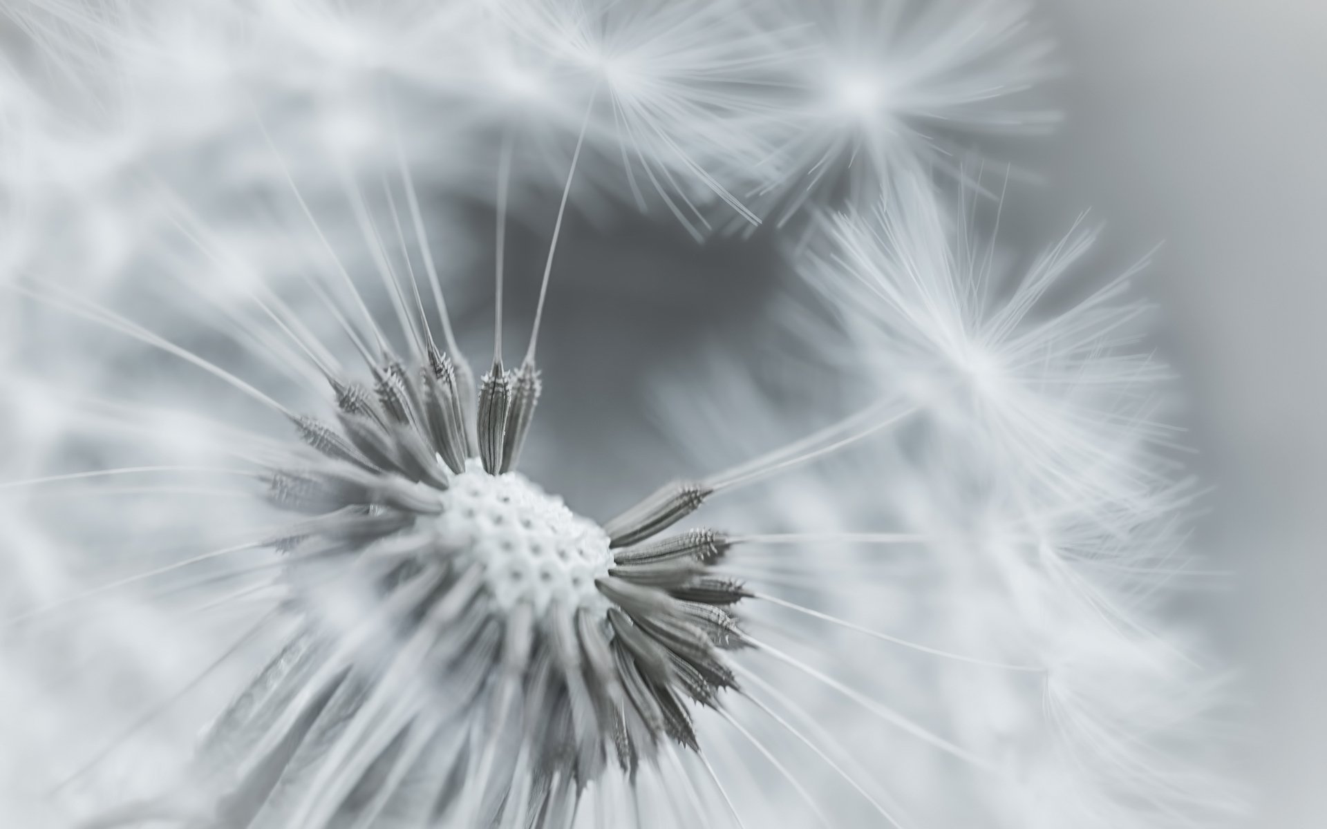 löwenzahn flaum pflanze blume fokus makro bw schwarz und weiß