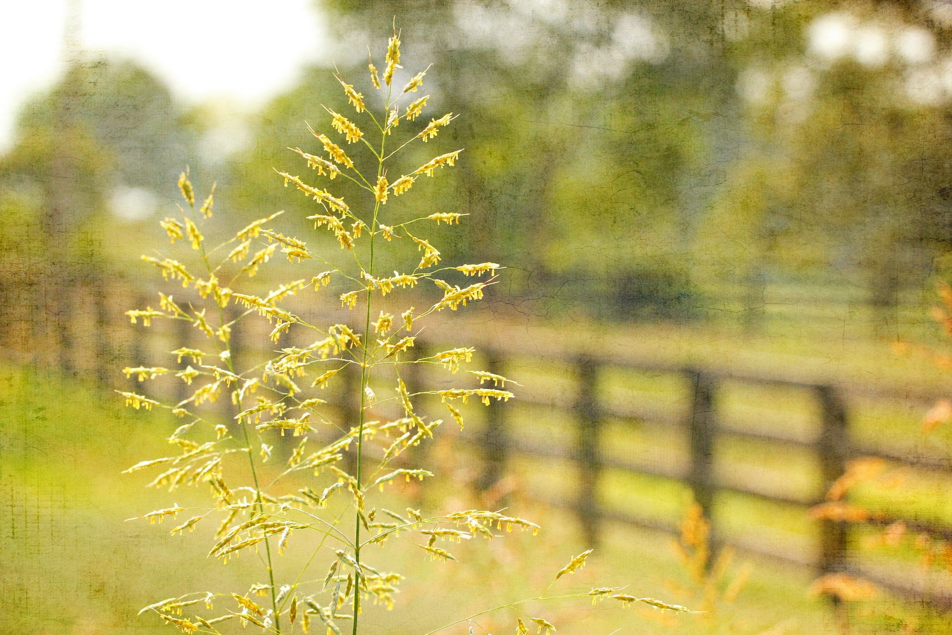 grass fence close up style