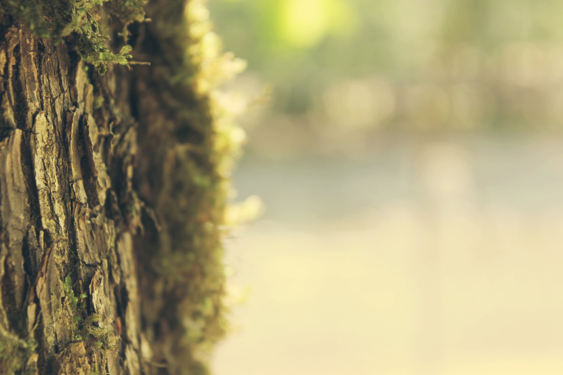 bark tree trunk trees spring summer summer spring light macro wallpaper focus blur sharpness macro widescreen wallpaper widescreen wallpaper widescreen wallpaper mood