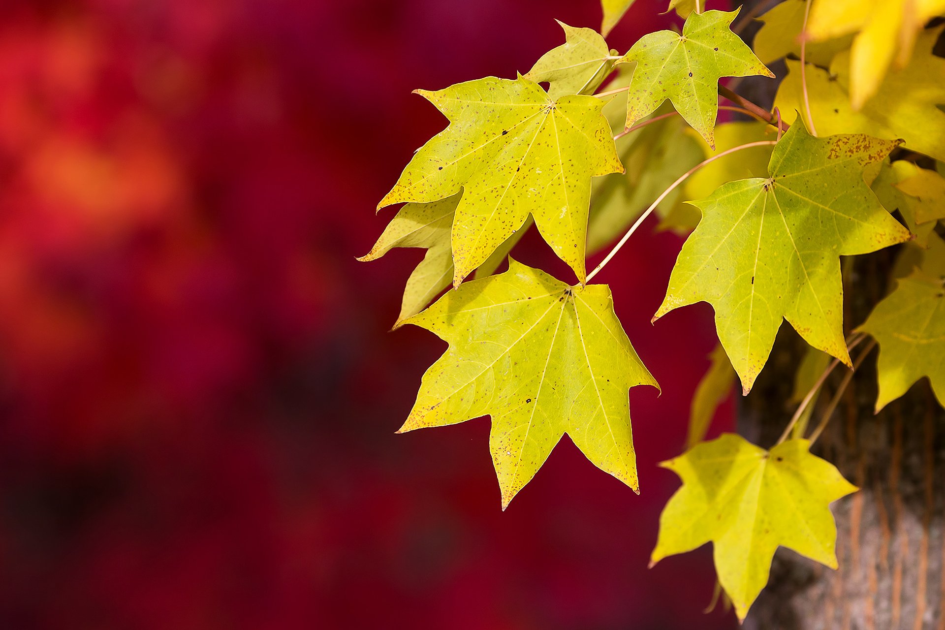 gros plan automne feuillage fond rouge