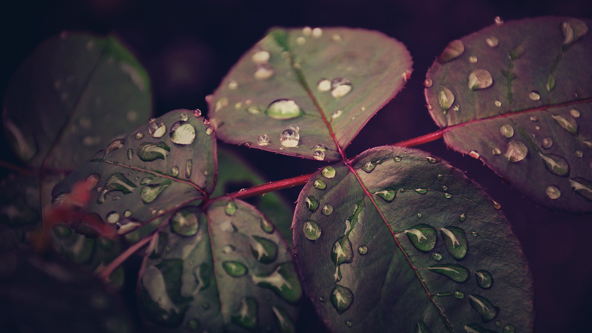 feuilles gouttes gros plan après la pluie