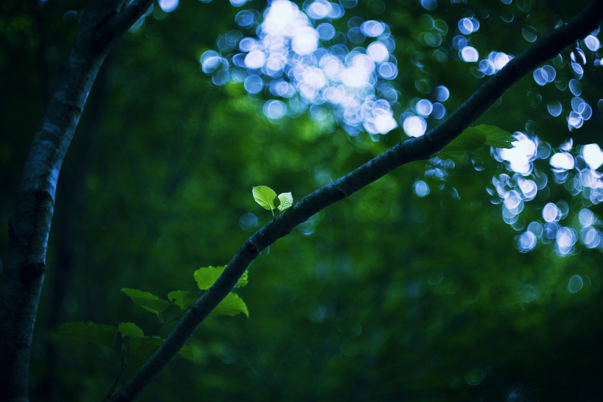 gałąź gałęzie drzewo pień liście liście liść zielony pasemka bokeh światło niebo zieleń natura