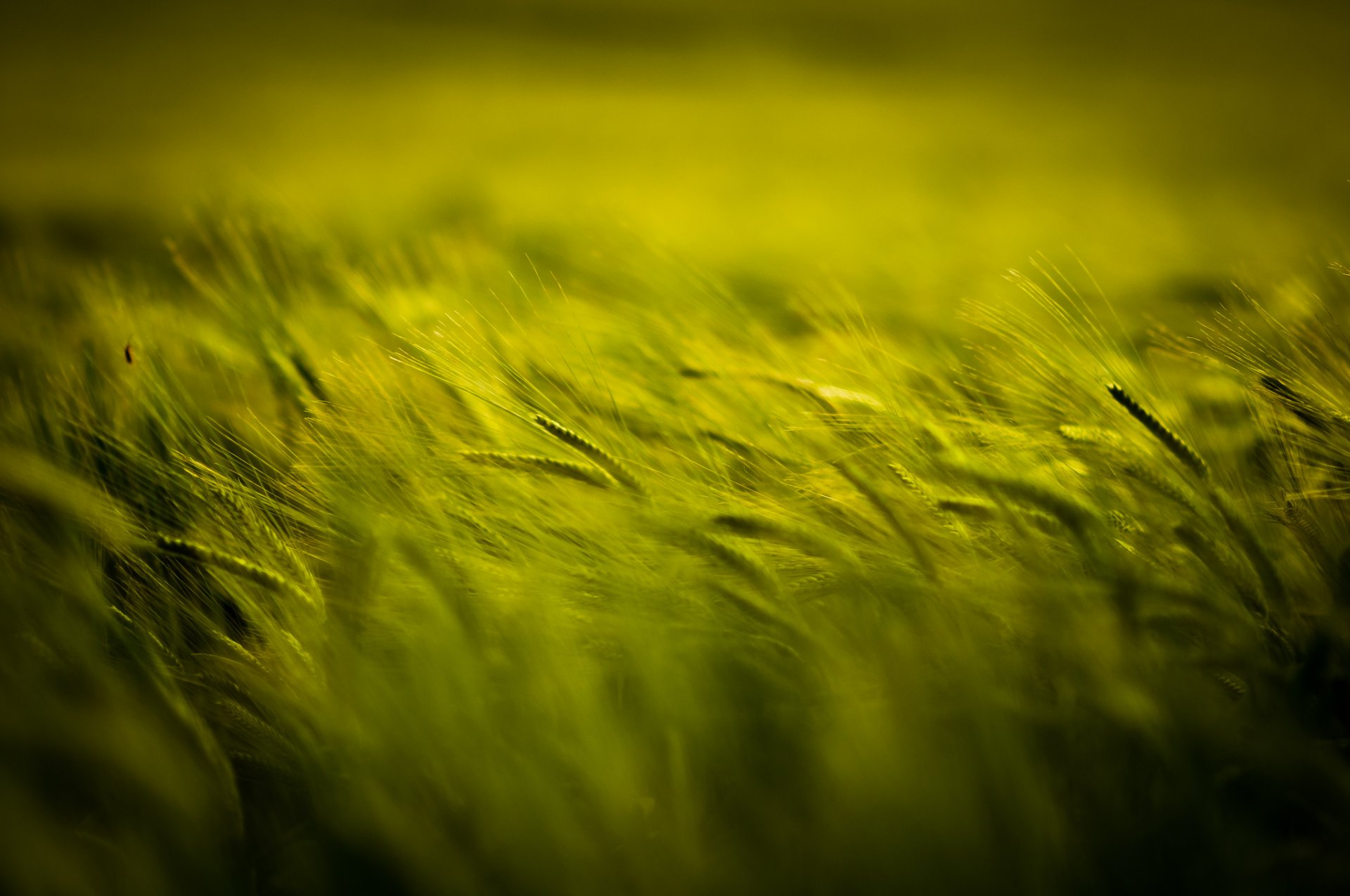 the field spikes green