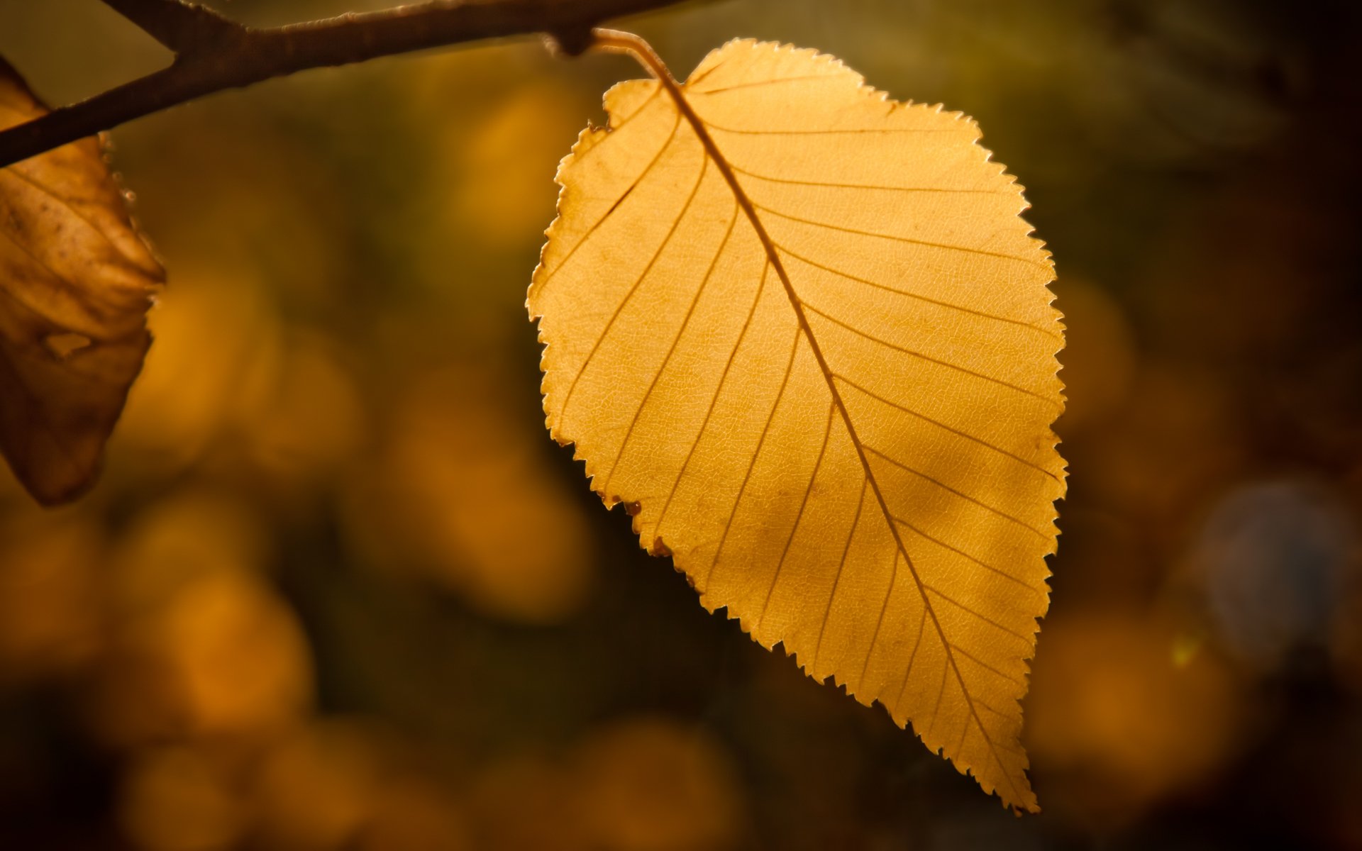 feuille feuille bokeh automne