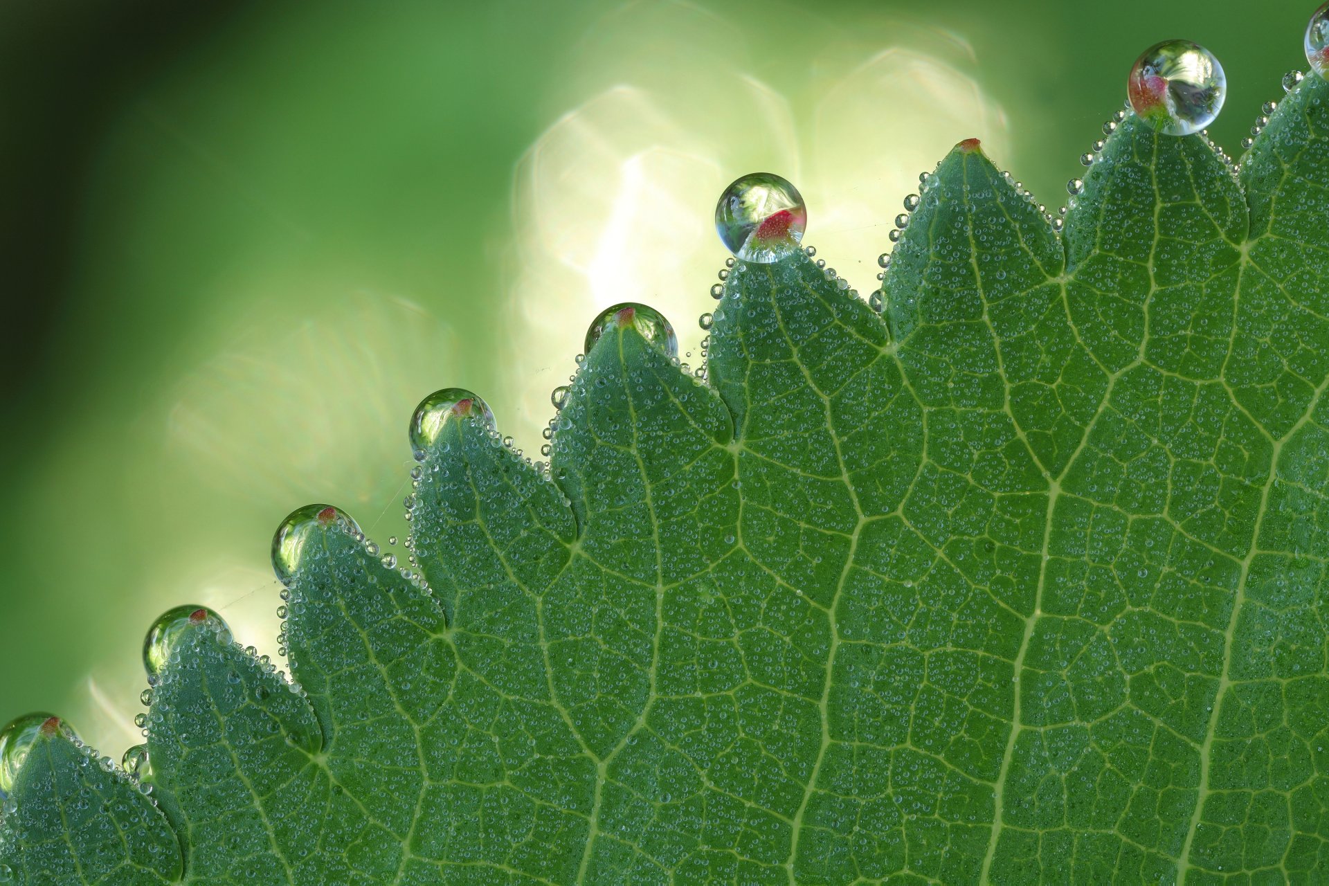 makro krople arkusz tekstura bokeh pasemka