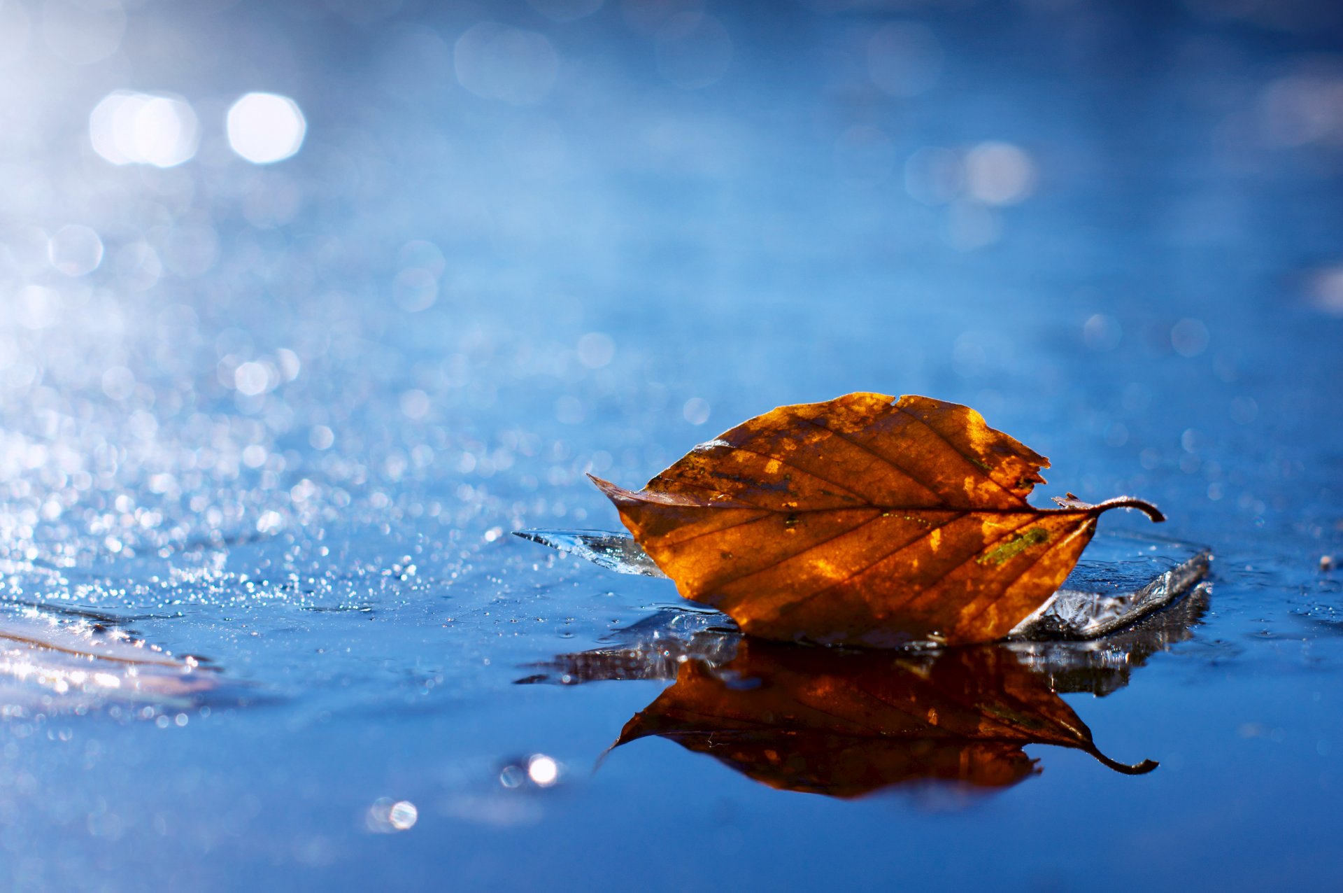 herbst blatt blatt abgefallen gelb herbst wasser pfütze tröpfchen blendung unschärfe