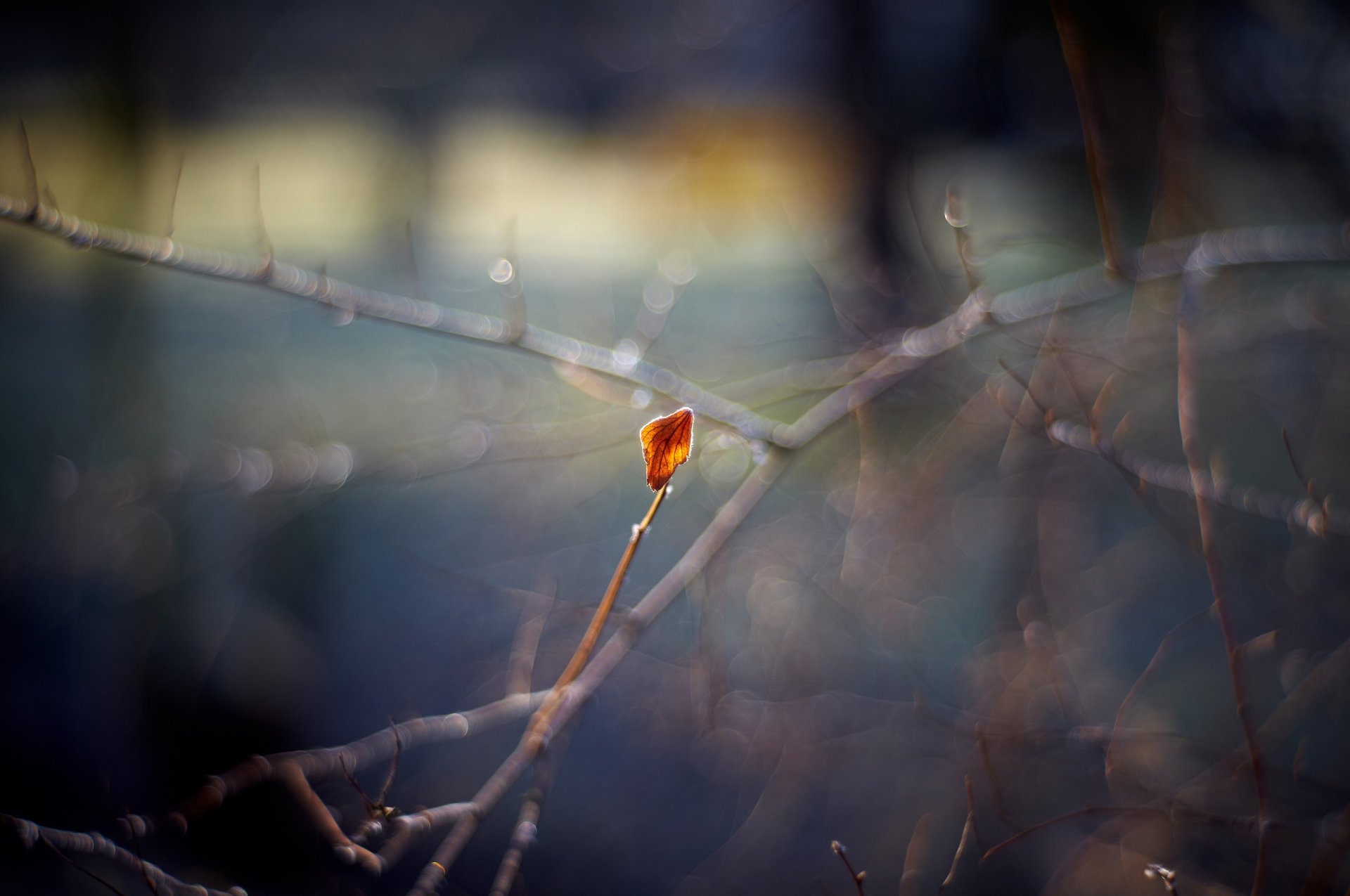 macro otoño hoja ramas reflejos bokeh