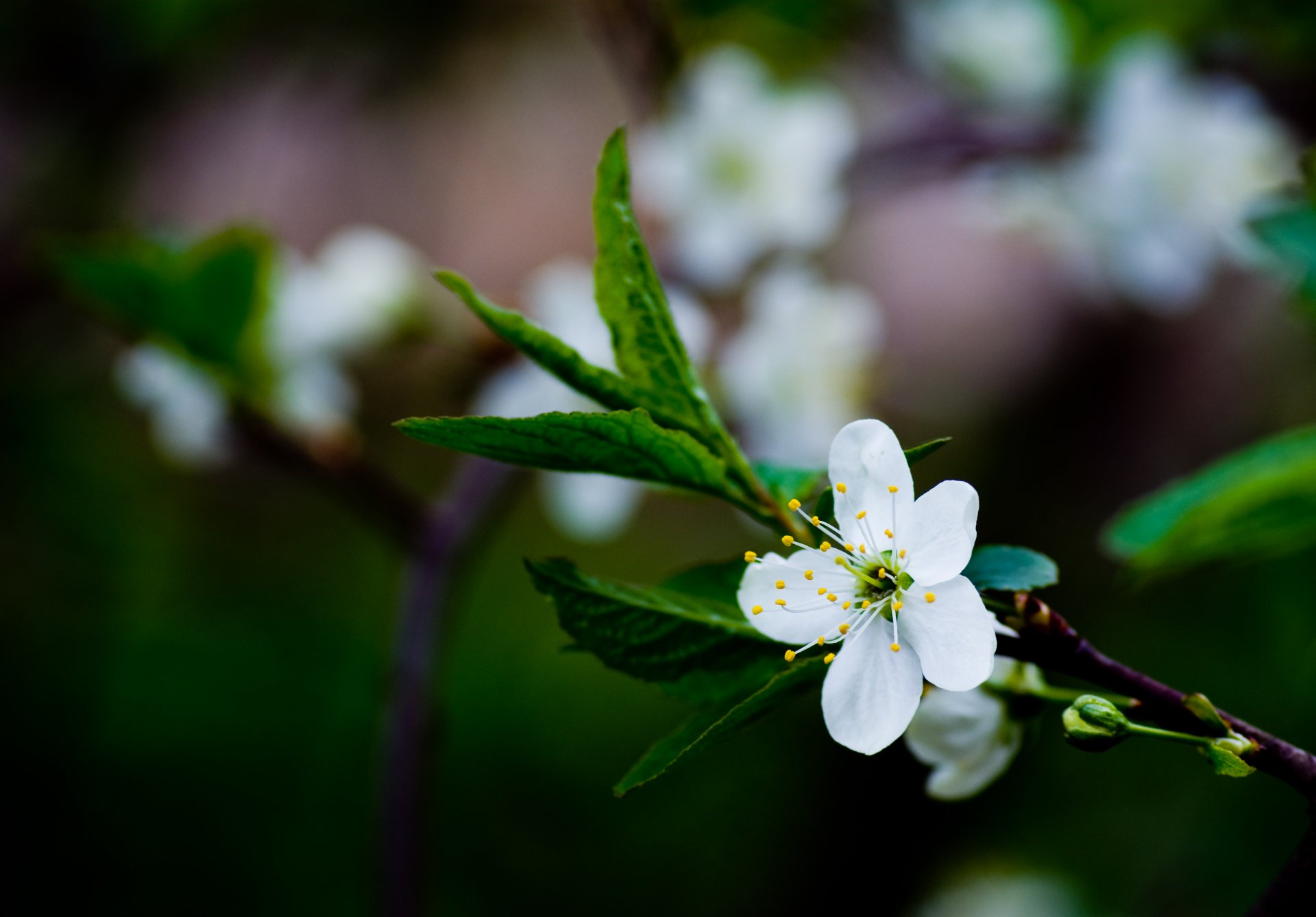 cherry blossom spring flower white branch leaves green color blurriness greenery macro