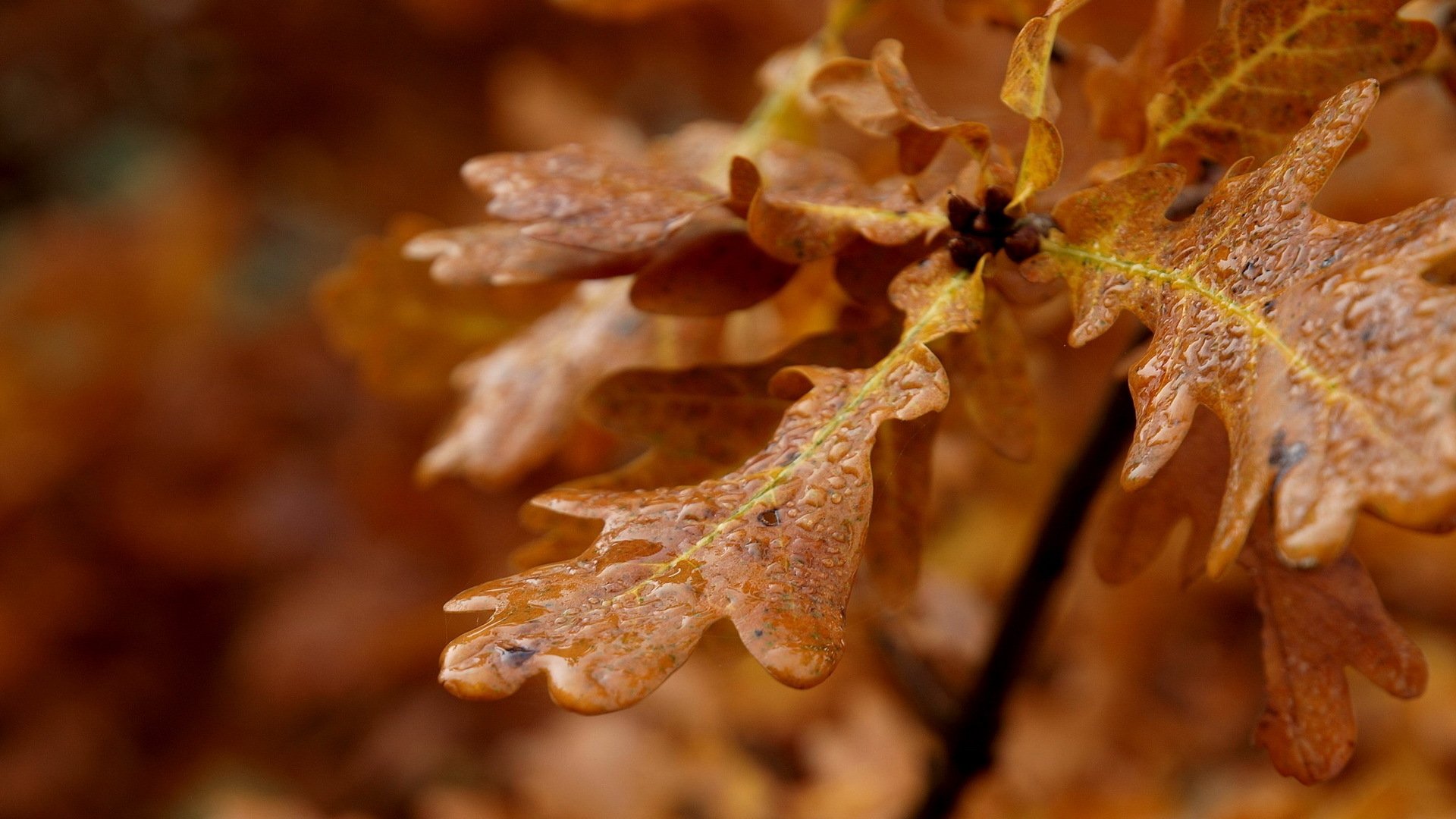 feuilles gouttes macro