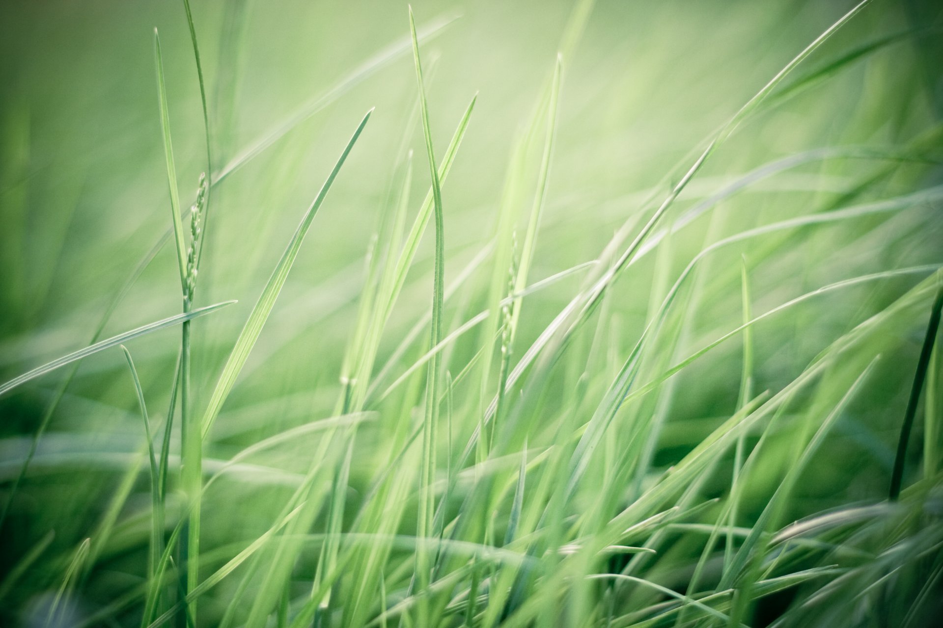 grass greenery green plants field nature wind macro