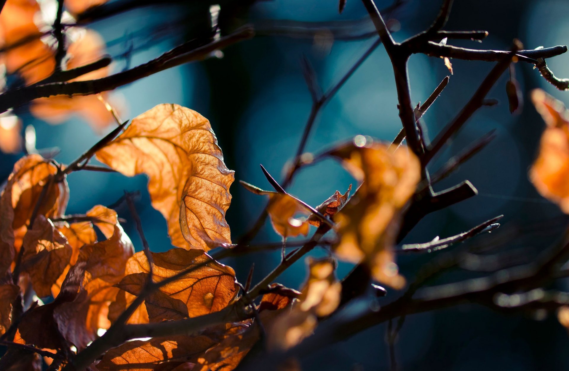 autumn forest leaves branch close up