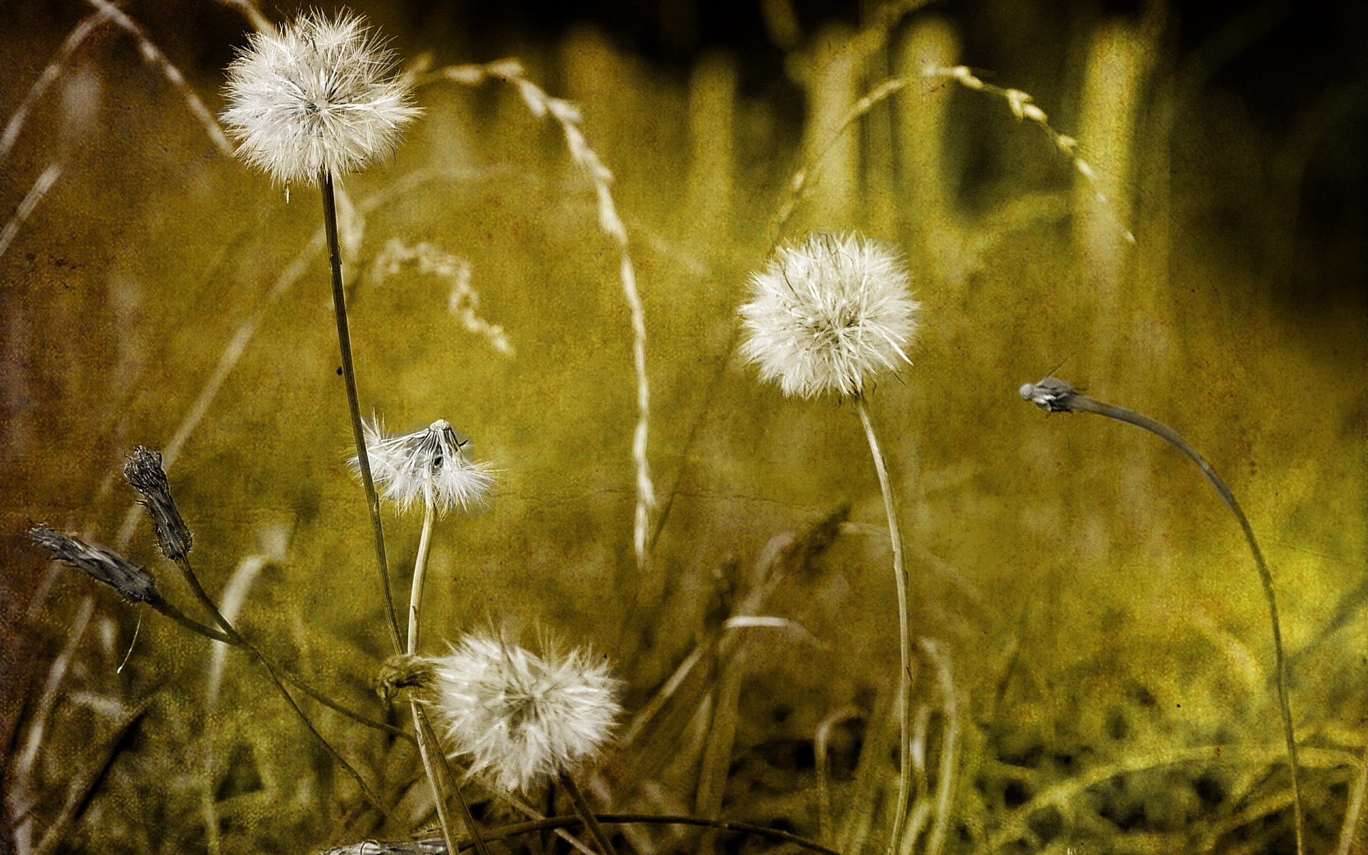 dandelions flower style background