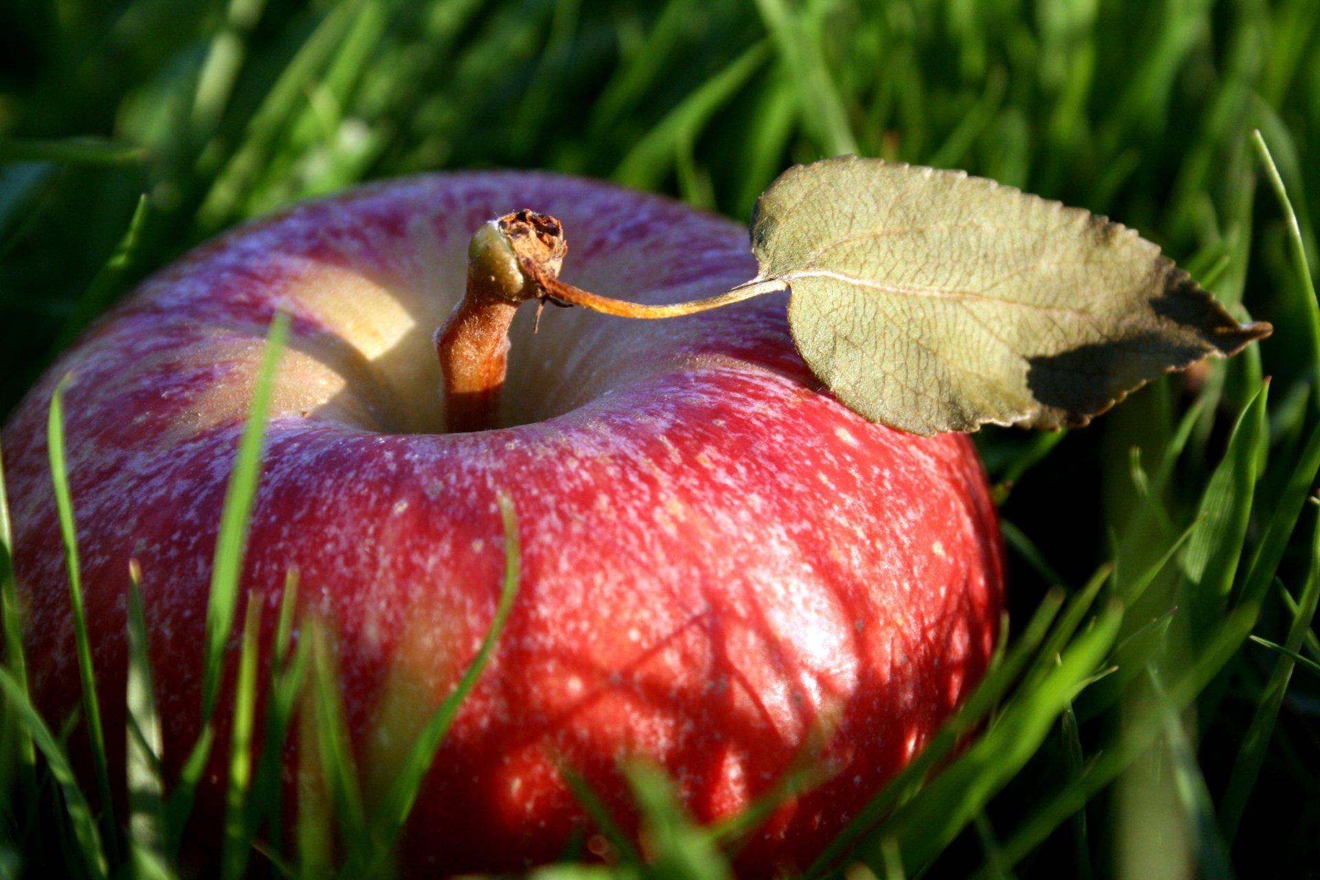 erba rosso mela frutta alimento foglia frutta natura macro